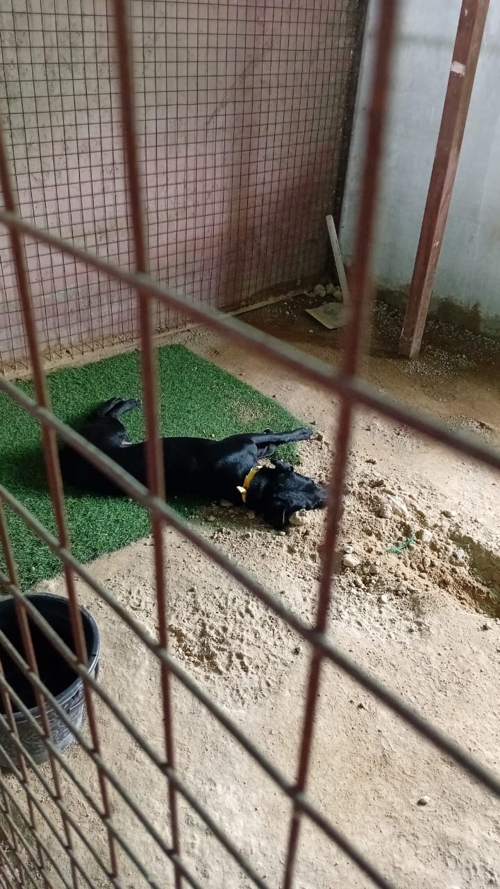 Support Ayurmegha Heal Hyderabad's Stray Dogs campaign photo, 4 of 8