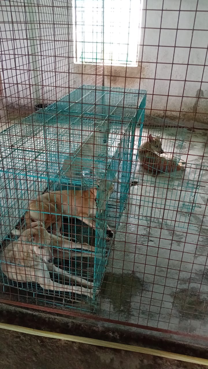 Support Ayurmegha Heal Hyderabad's Stray Dogs campaign photo, 6 of 8