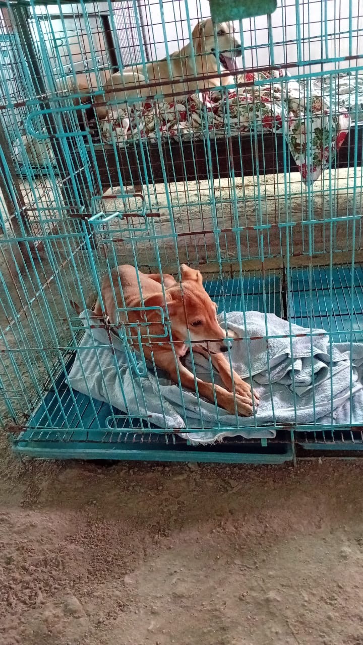 Support Ayurmegha Heal Hyderabad's Stray Dogs campaign photo, 5 of 8