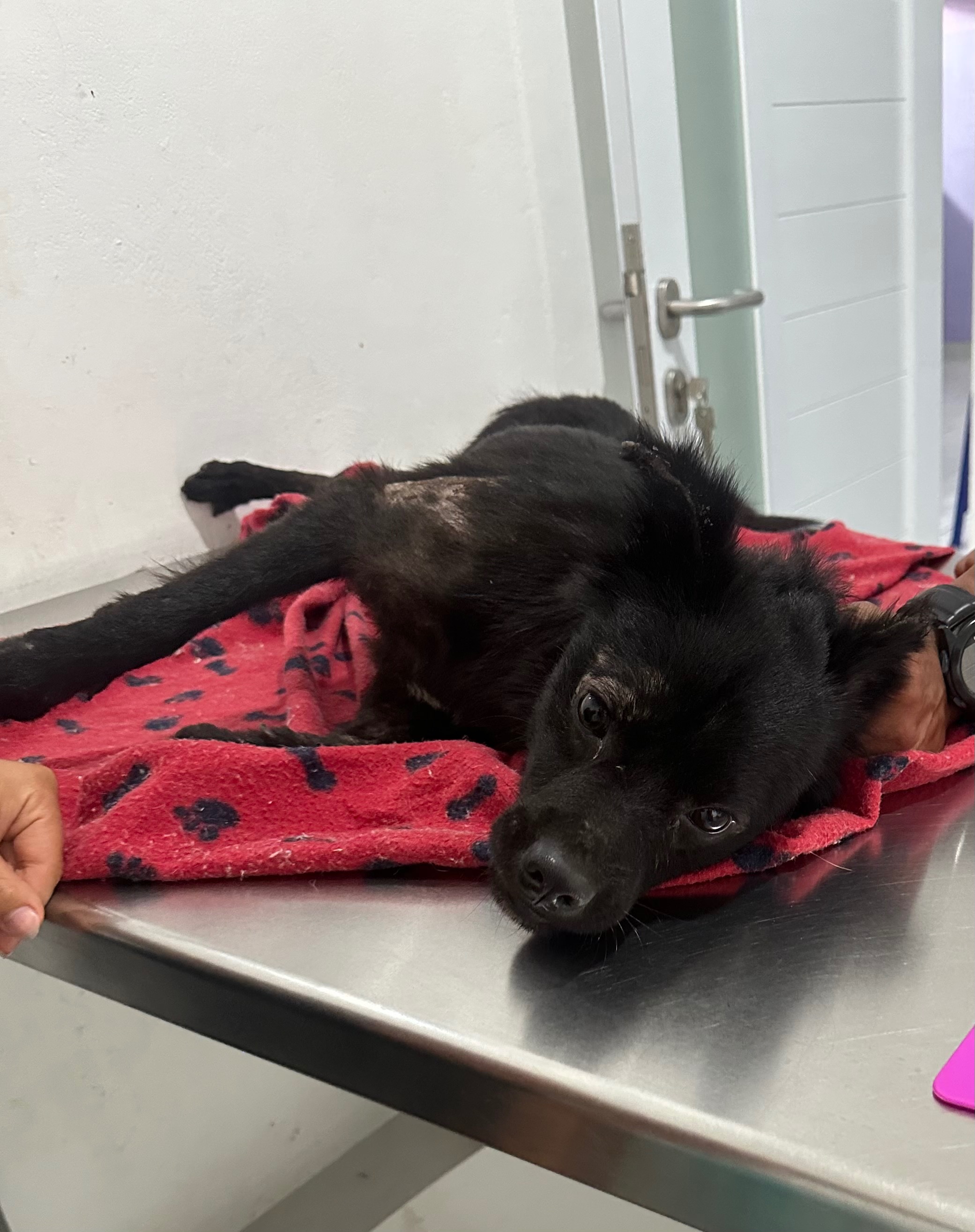 Bali dogs need us! campaign photo, 5 of 6