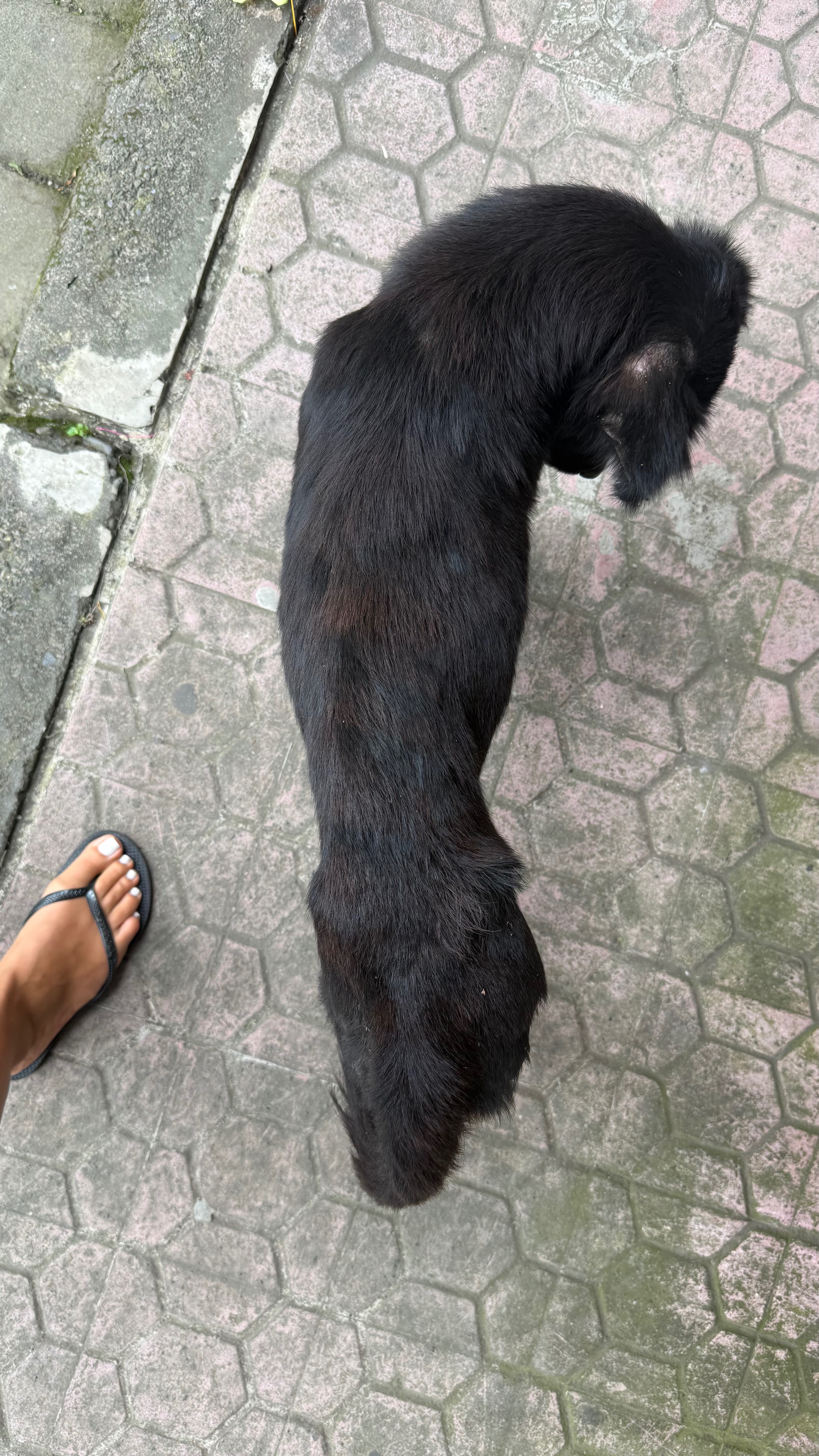 Bali dogs need us! campaign photo, 4 of 6