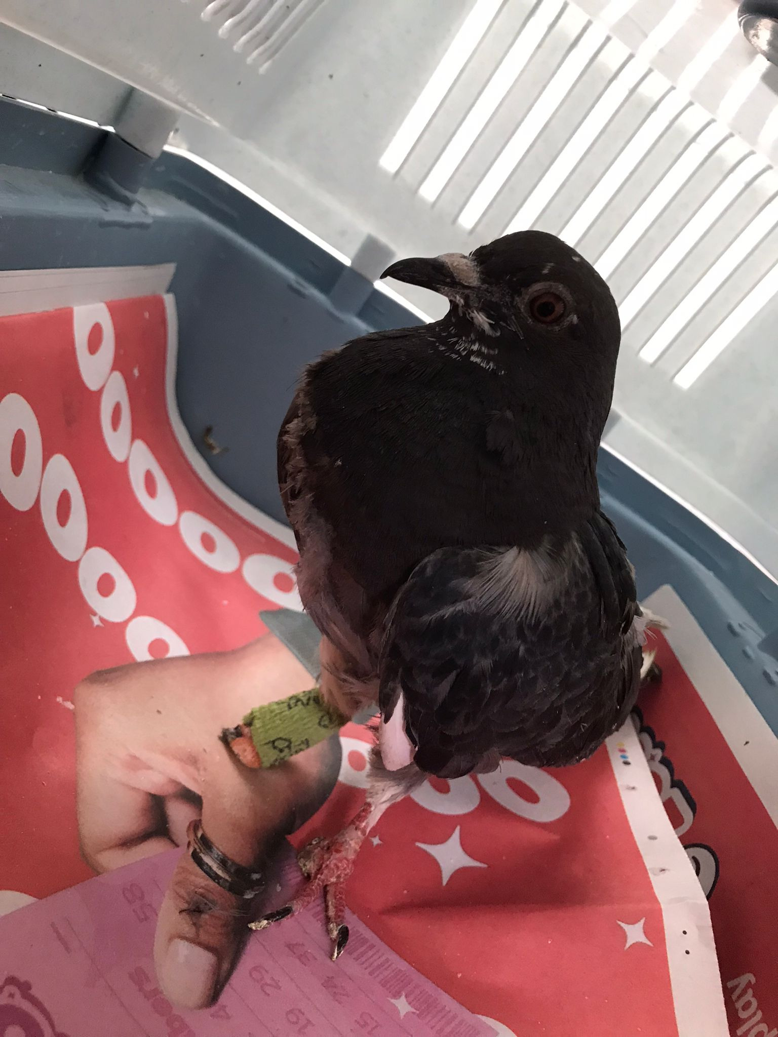 £444 for aviary to house disabled rehabilated Pigeons campaign photo, 4 of 8