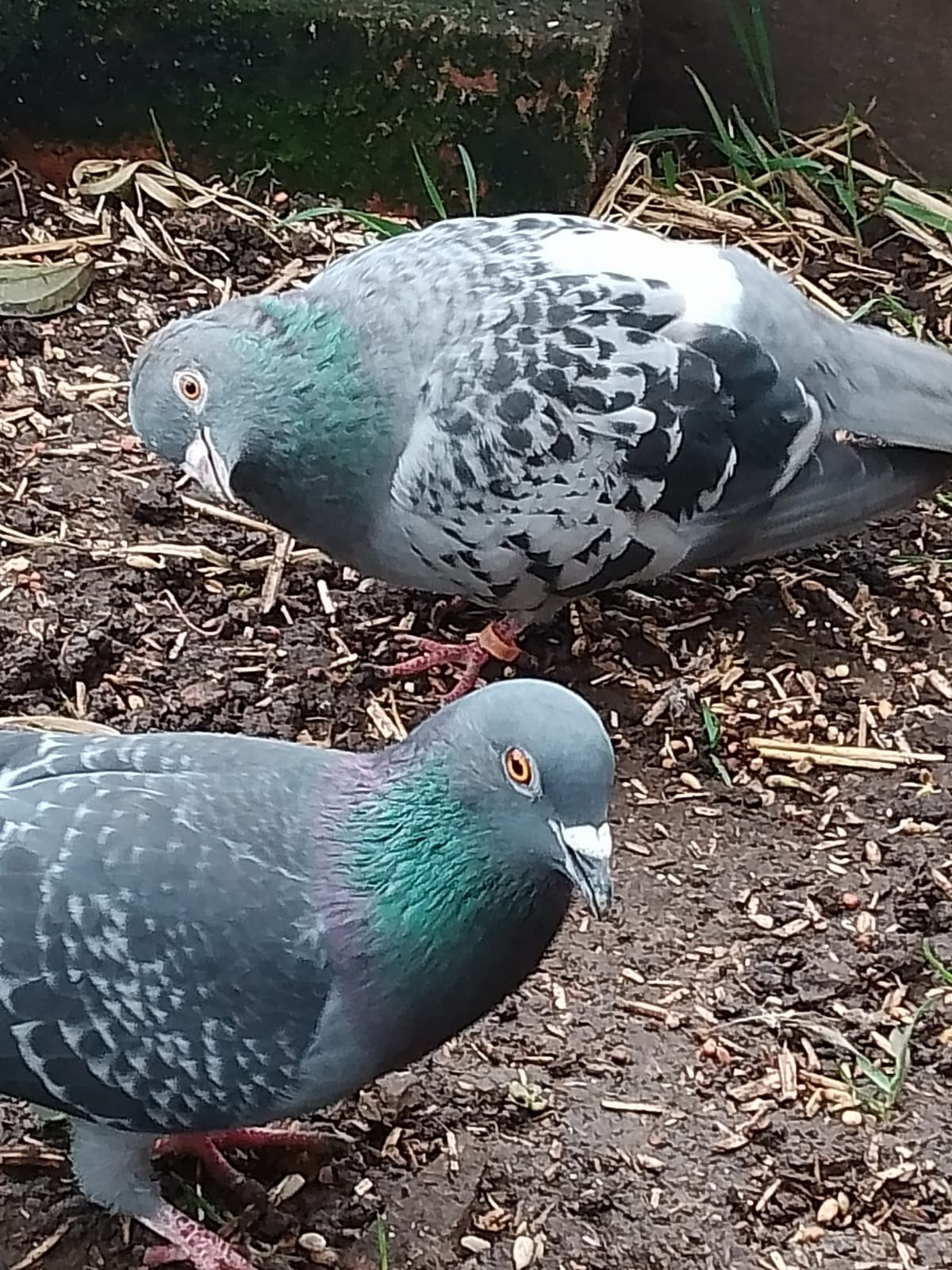 £444 for aviary to house disabled rehabilated Pigeons campaign photo, 5 of 8
