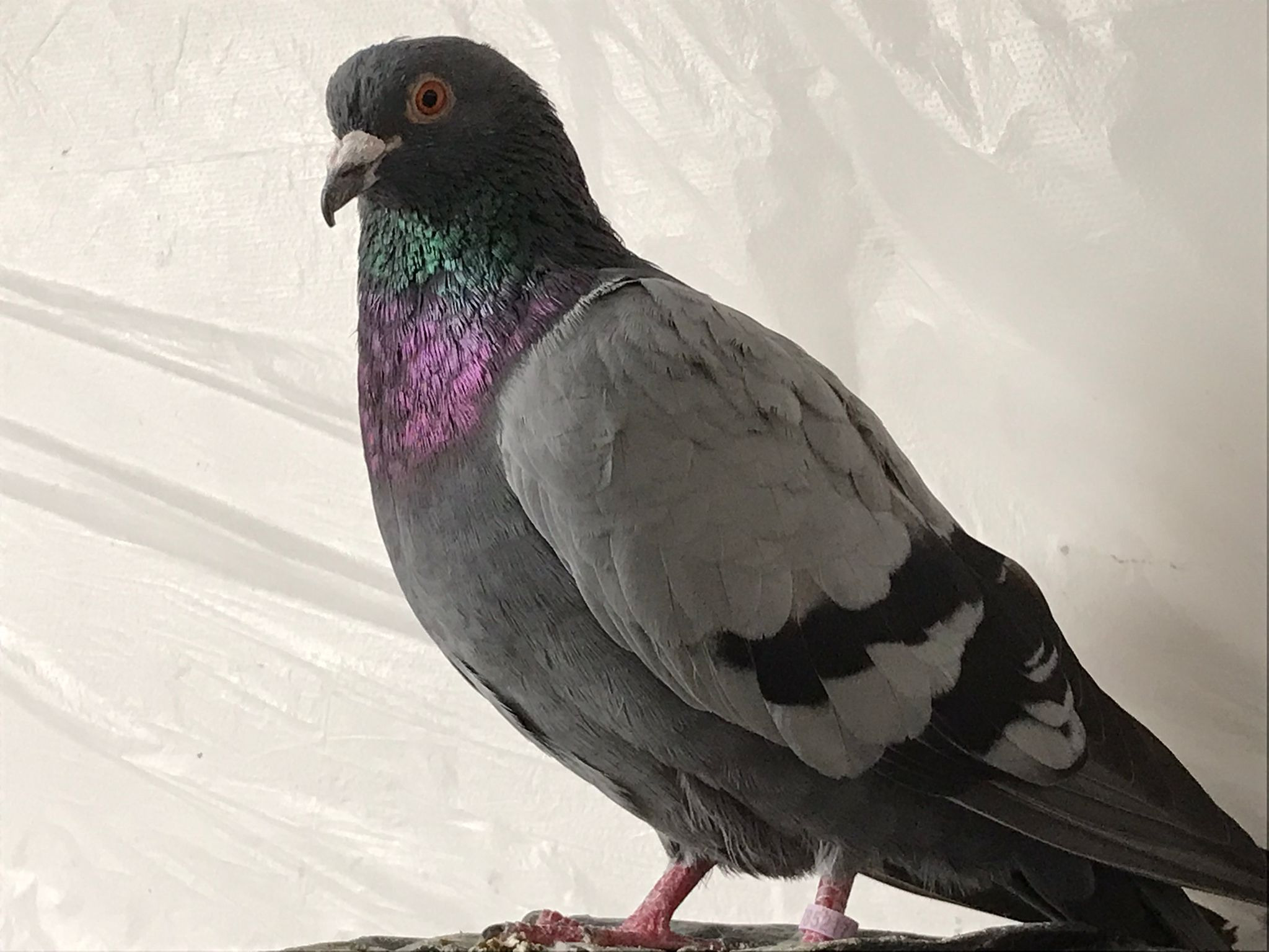 £444 for aviary to house disabled rehabilated Pigeons campaign photo, 7 of 8