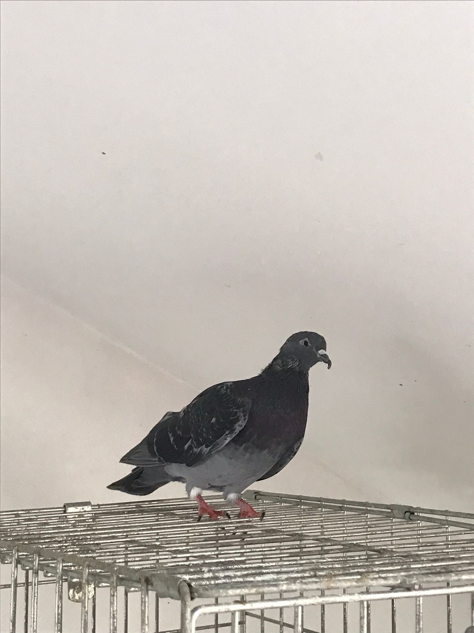 £444 for aviary to house disabled rehabilated Pigeons campaign photo, 2 of 8