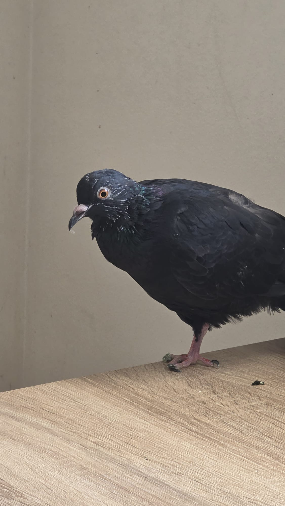 £444 for aviary to house disabled rehabilated Pigeons campaign photo, 6 of 8