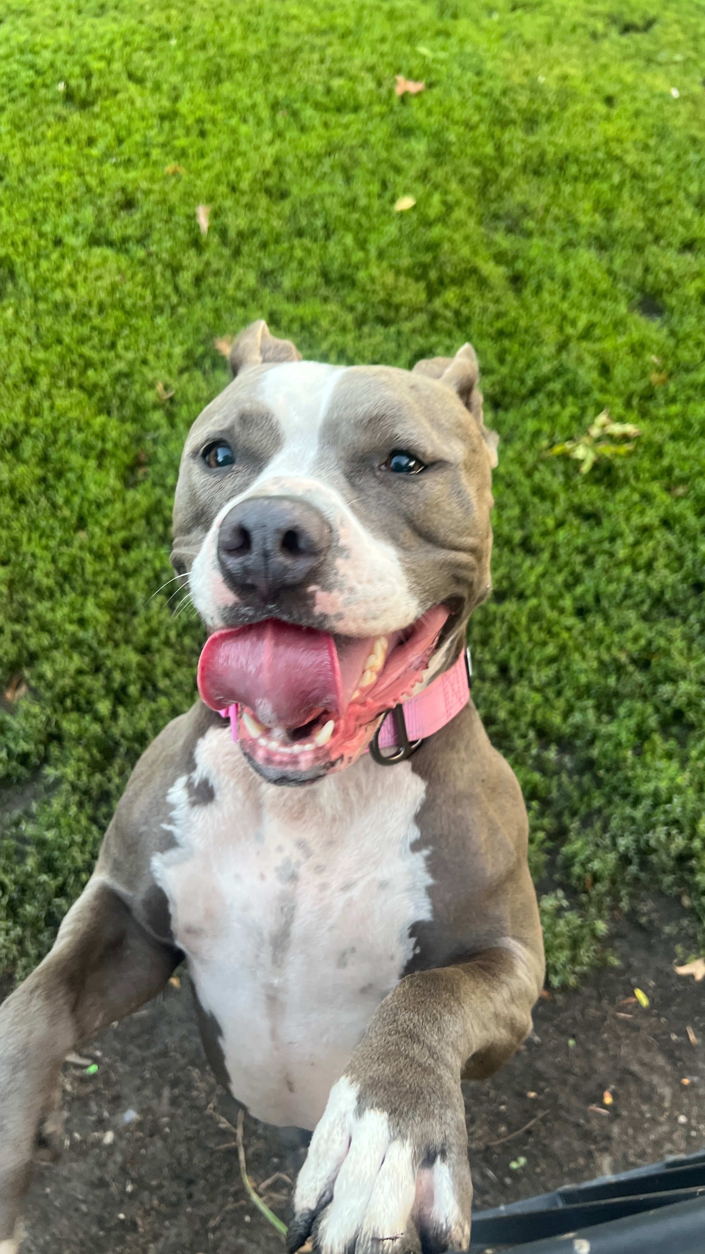 Help Grace Walk Again: Urgent Surgery Needed campaign photo, 5 of 8
