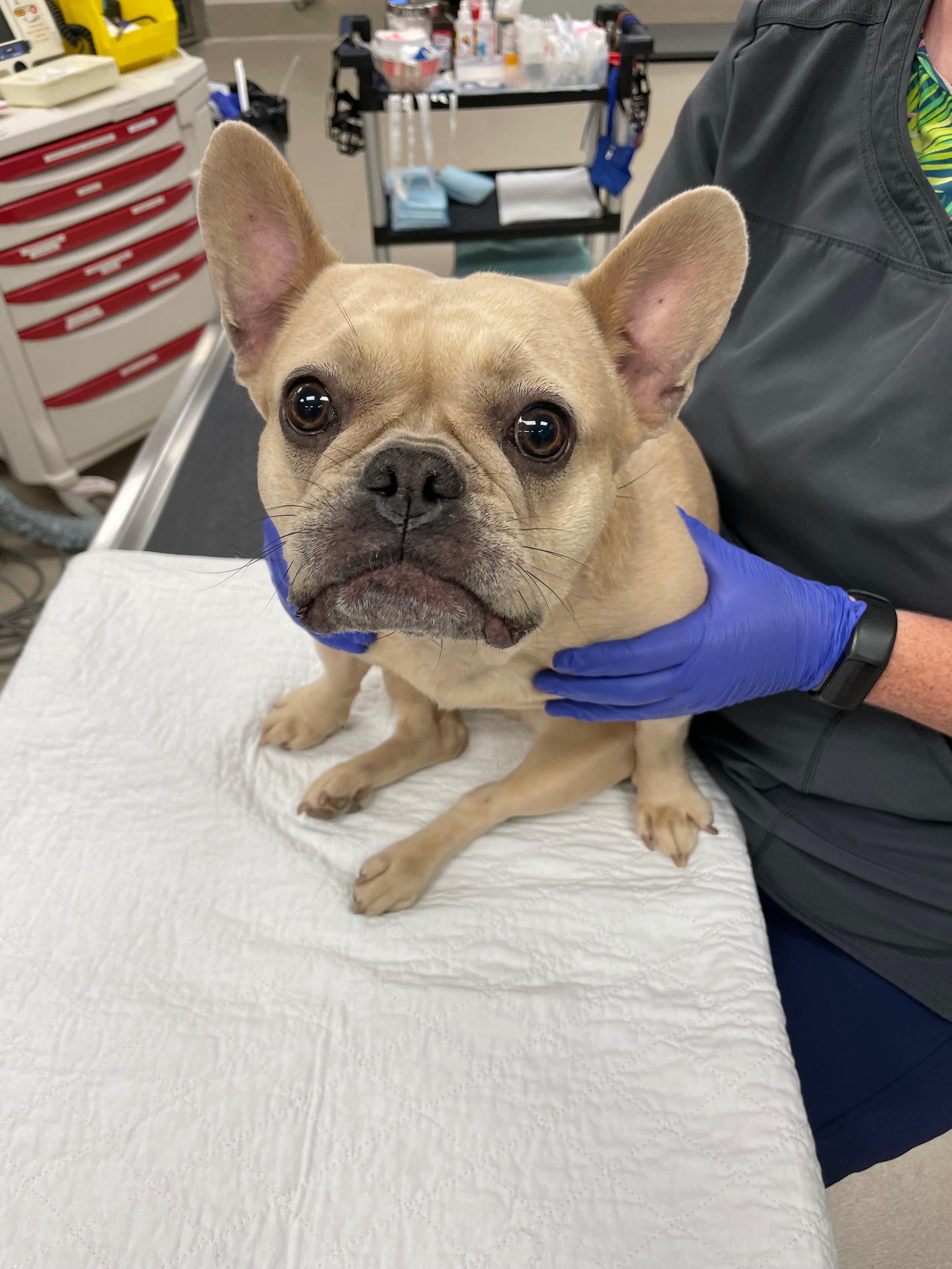 A Veteran’s Dog Saved Him Now She Needs Life Saving Surge campaign photo, 2 of 7