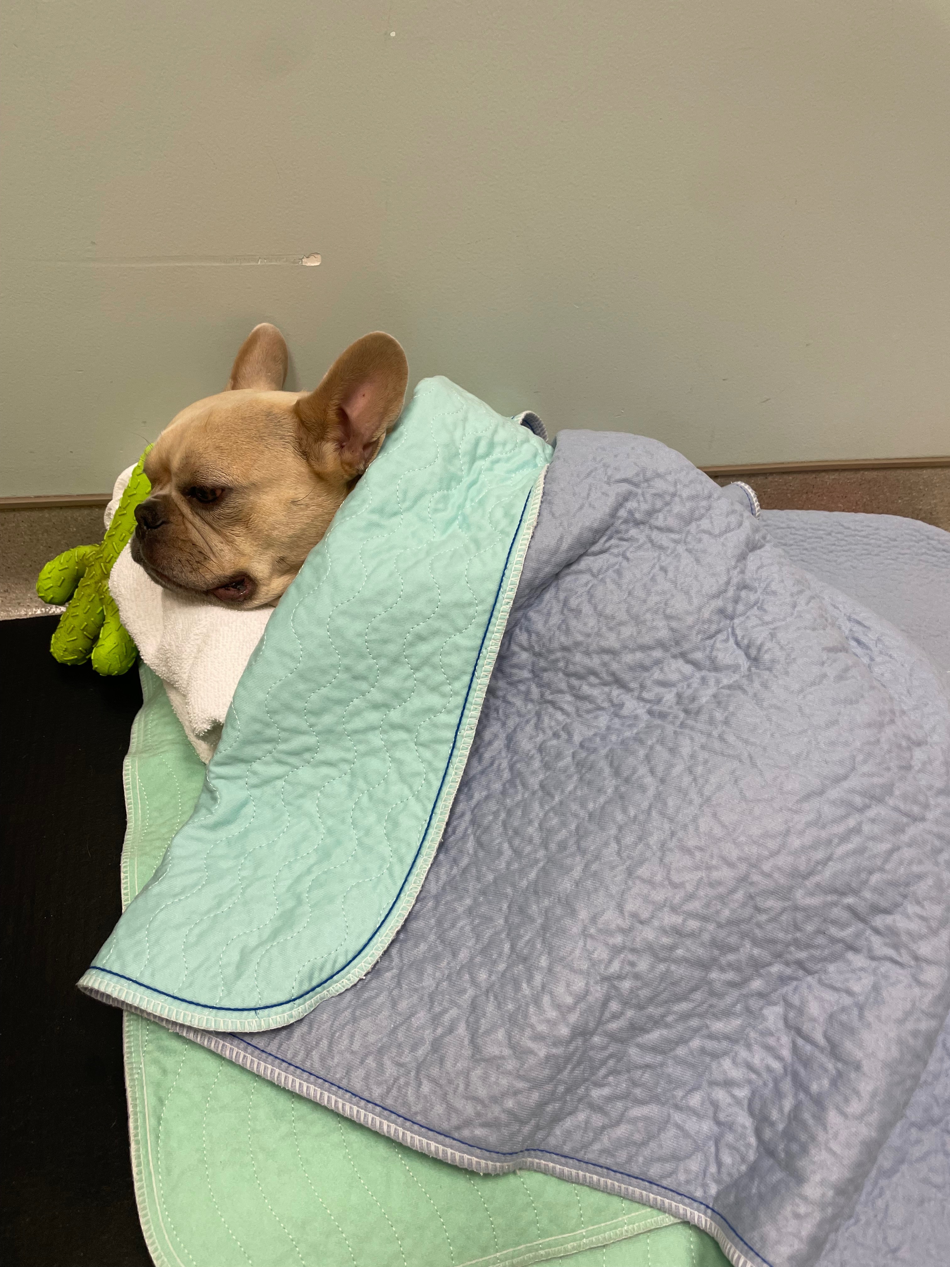 A Veteran’s Dog Saved Him Now She Needs Life Saving Surge campaign photo, 4 of 7