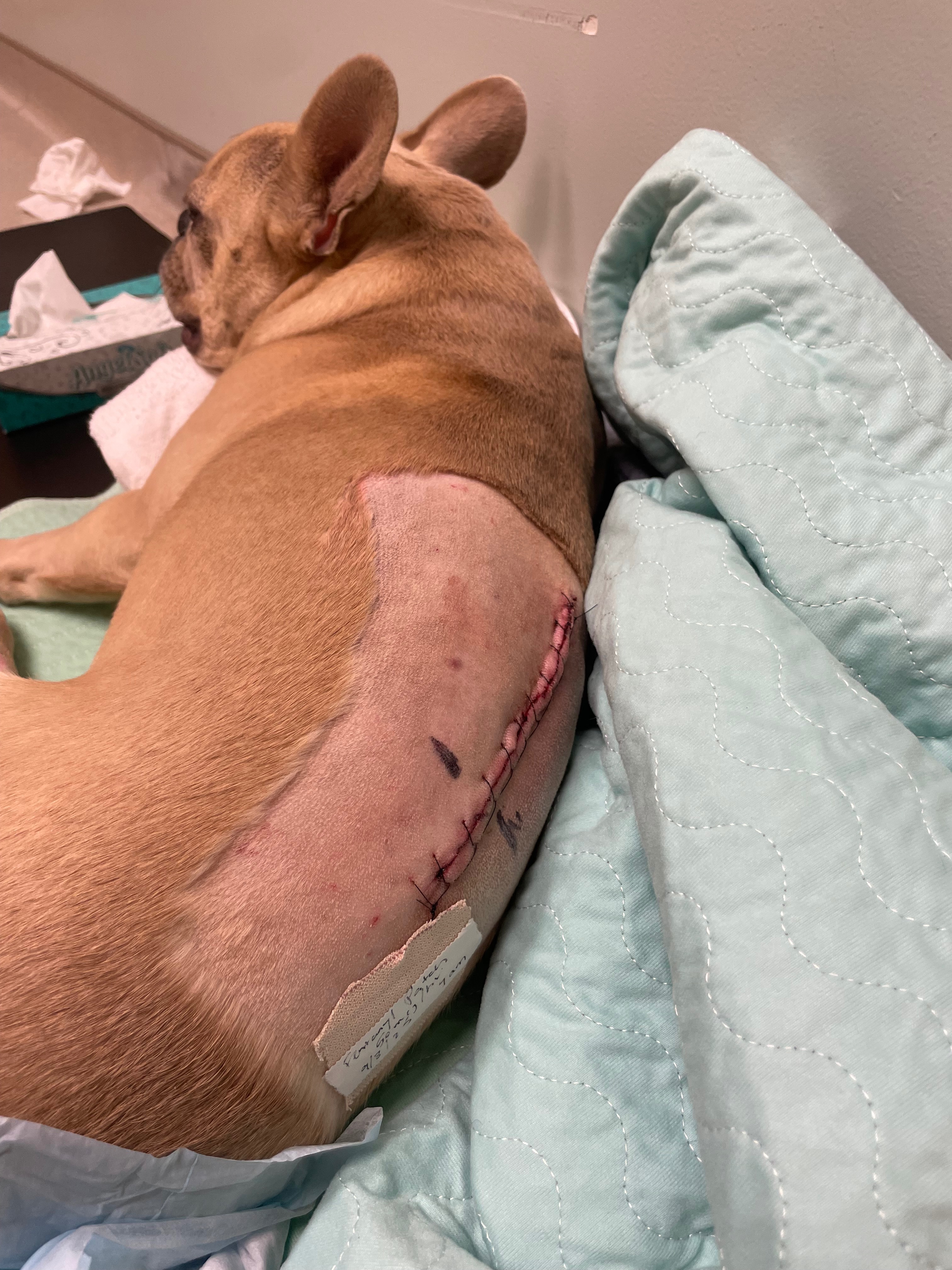 A Veteran’s Dog Saved Him Now She Needs Life Saving Surge campaign photo, 5 of 7