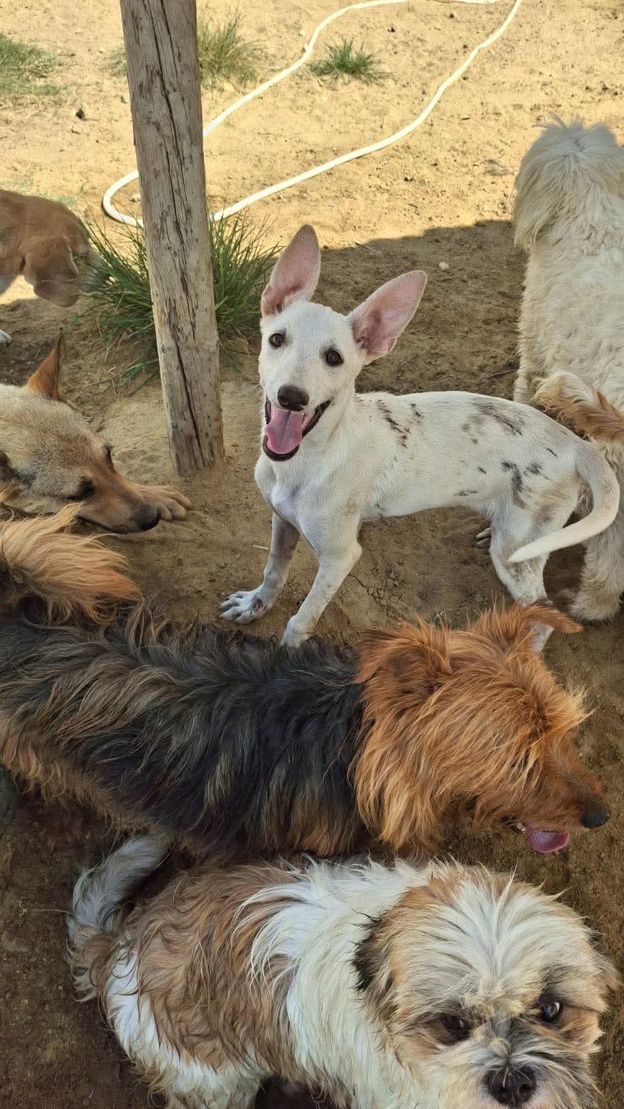 Freedom flights for Hope, Faith, Ruby, Ember and Prince campaign photo, 5 of 8