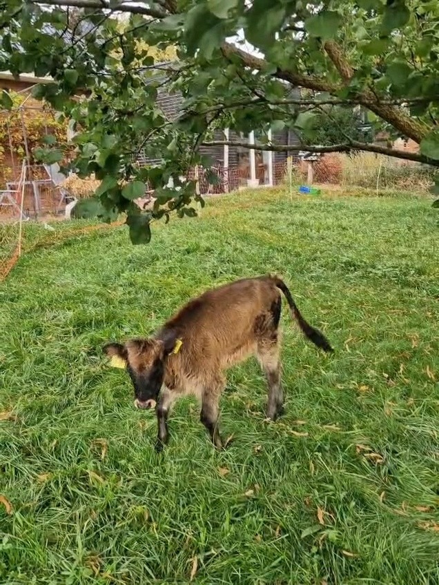 Ein Zuhause für Freya, unser Auerochsenkalb campaign photo, 2 of 4