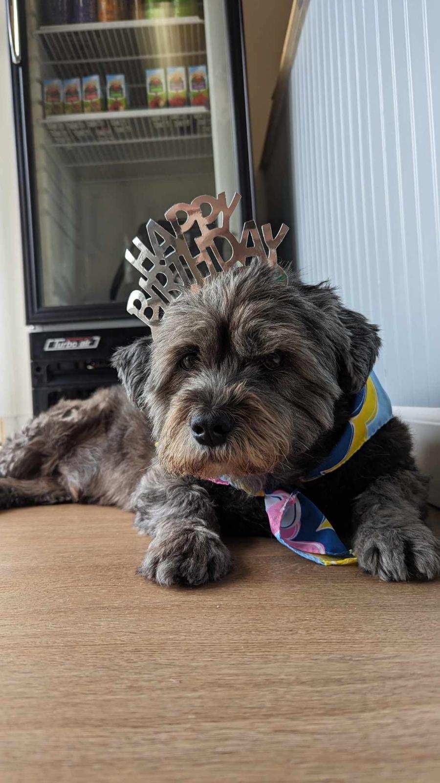 Help Dexter Recover from Stroke and Seizures campaign photo, 7 of 8