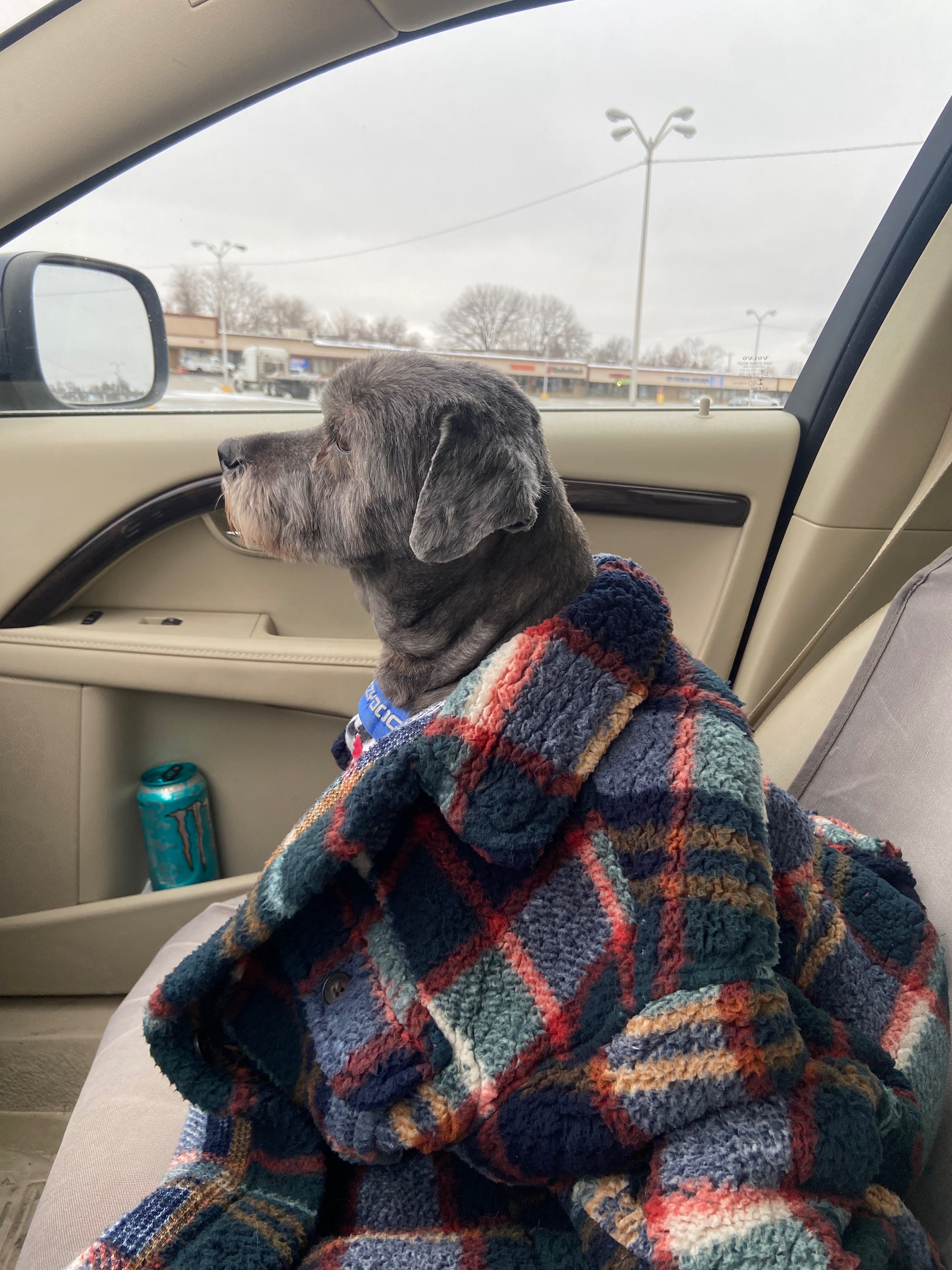 Help Dexter Recover from Stroke and Seizures campaign photo, 5 of 8