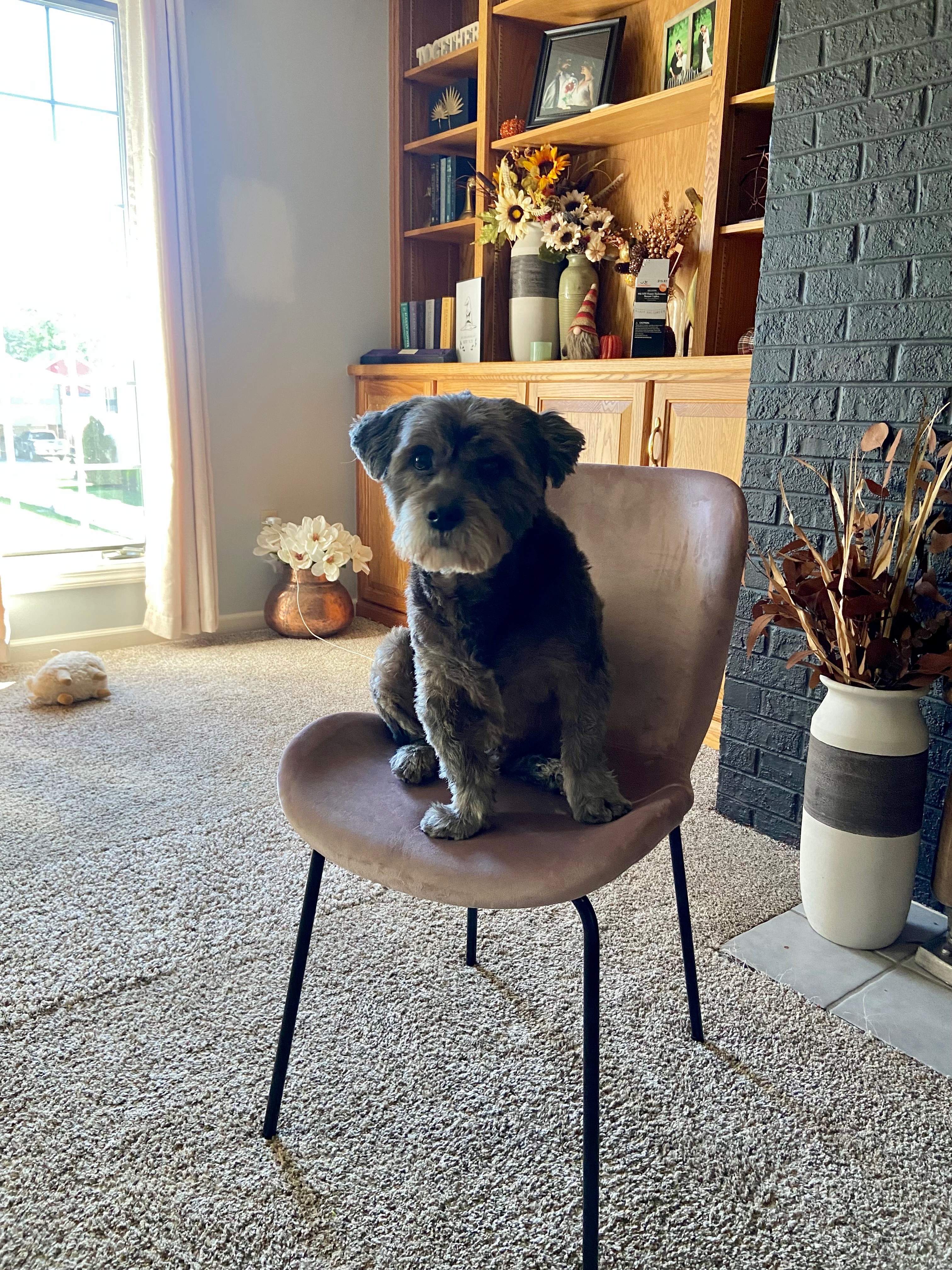 Help Dexter Recover from Stroke and Seizures campaign photo, 6 of 8