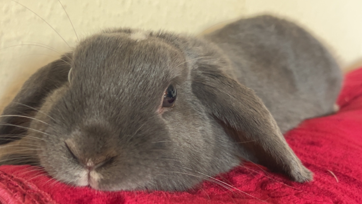 please help me pay for my bunny’s vet treatment. photo