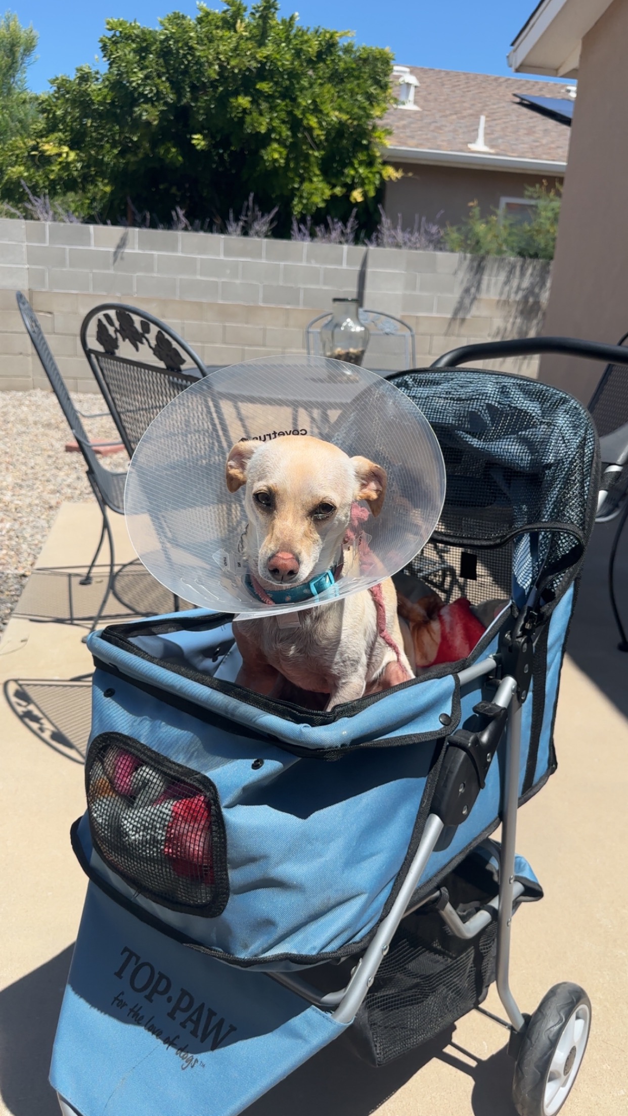 Support Wiz's Journey to Healing campaign photo, 7 of 8