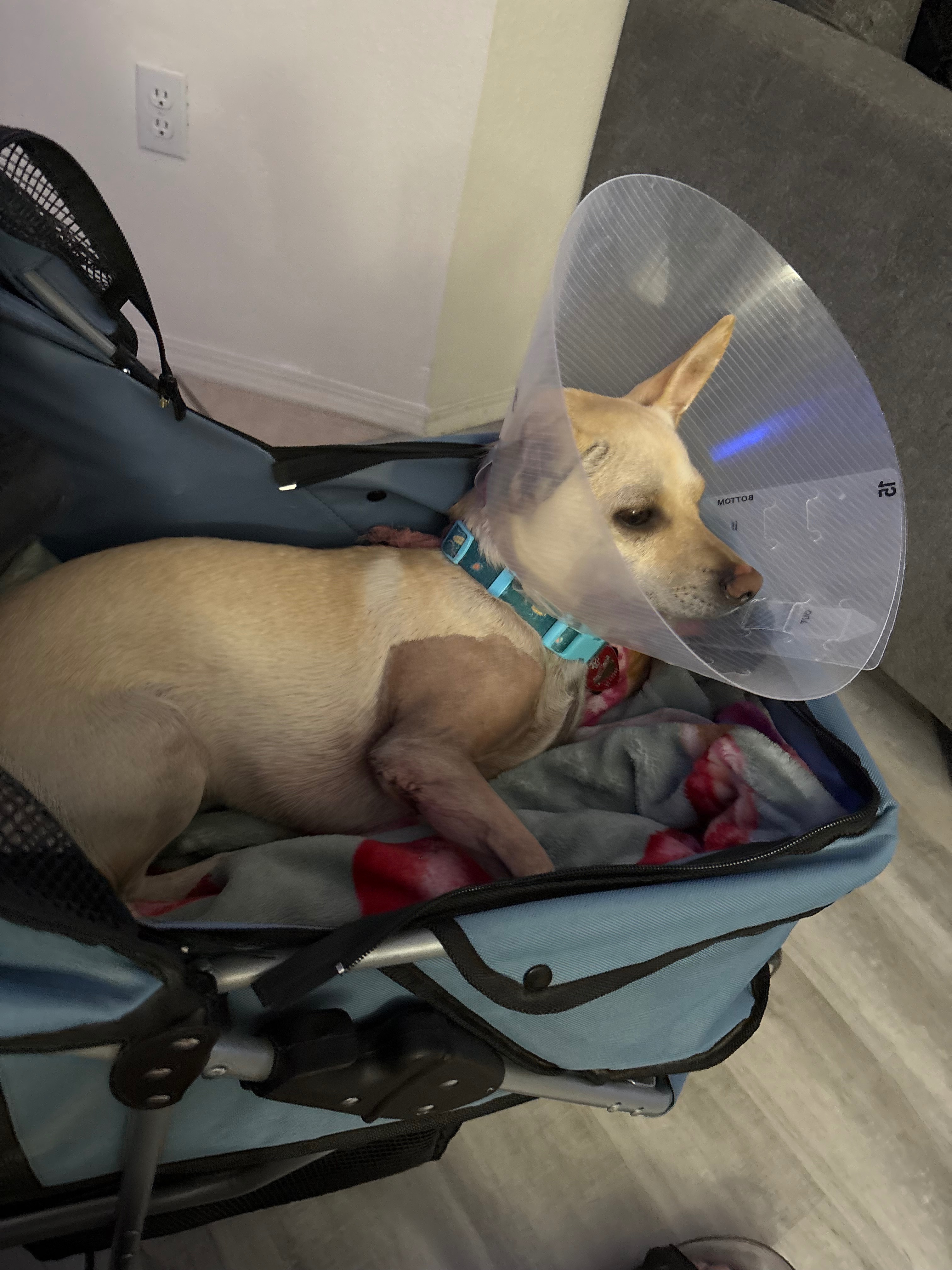 Support Wiz's Journey to Healing campaign photo, 4 of 8