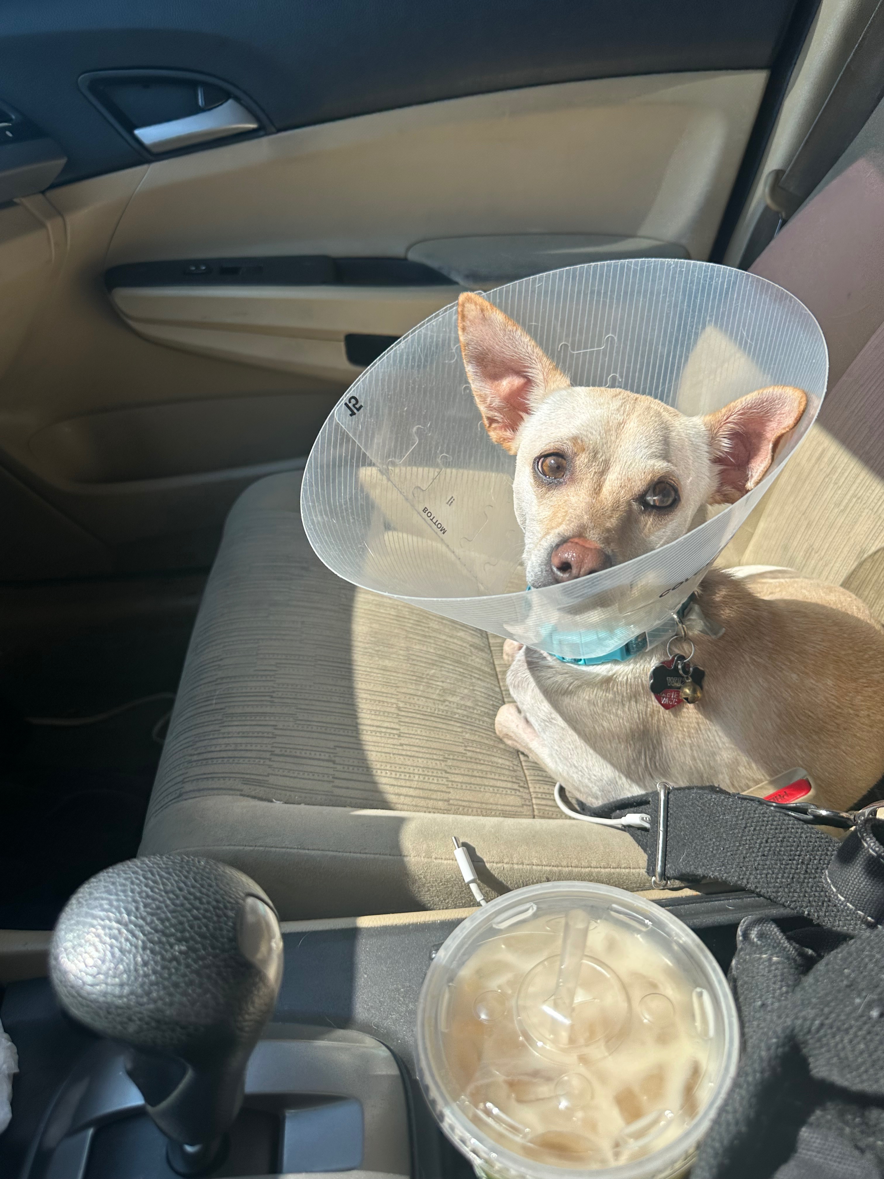 Support Wiz's Journey to Healing campaign photo, 2 of 8