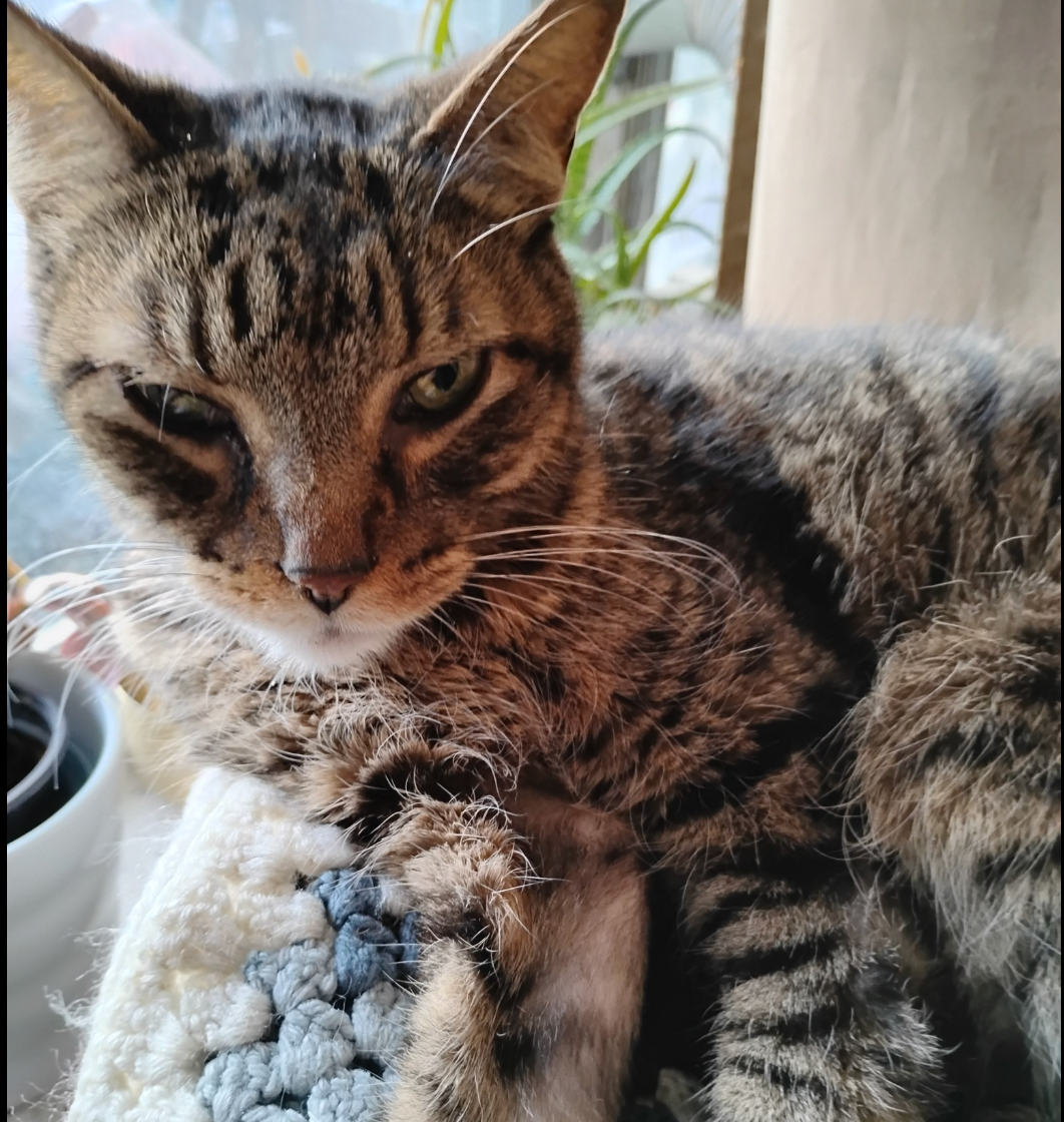 Help Josie Pay Smudge’s Vet Bills & Continue Rescuing Cats campaign photo, 2 of 7