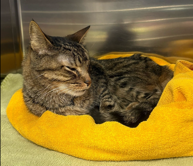 Help Josie Pay Smudge’s Vet Bills & Continue Rescuing Cats campaign photo, 4 of 7
