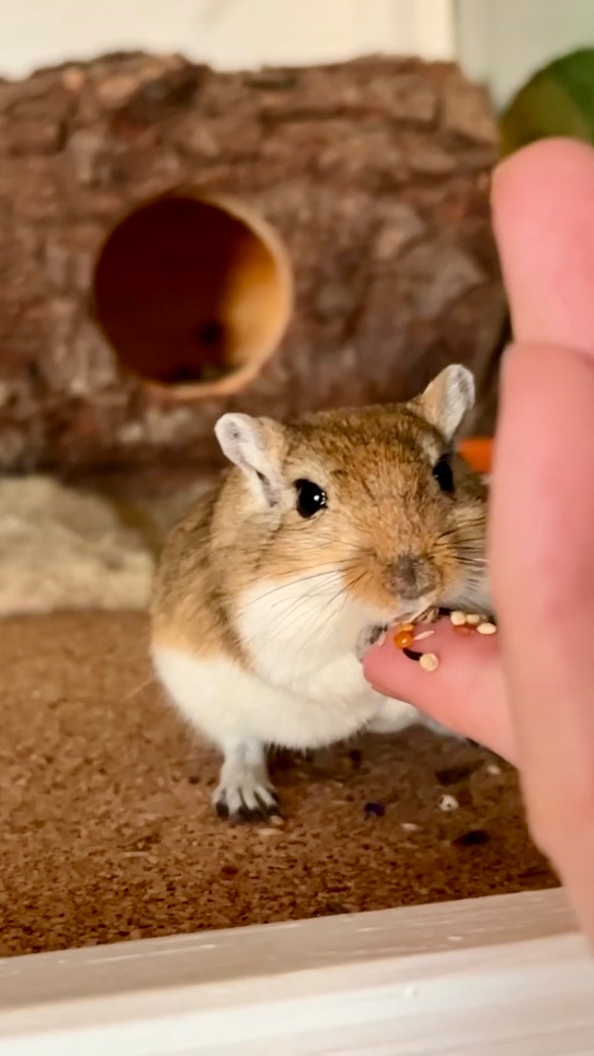 Unterstütze die kleine Jinkx-Maus campaign photo, 7 of 7