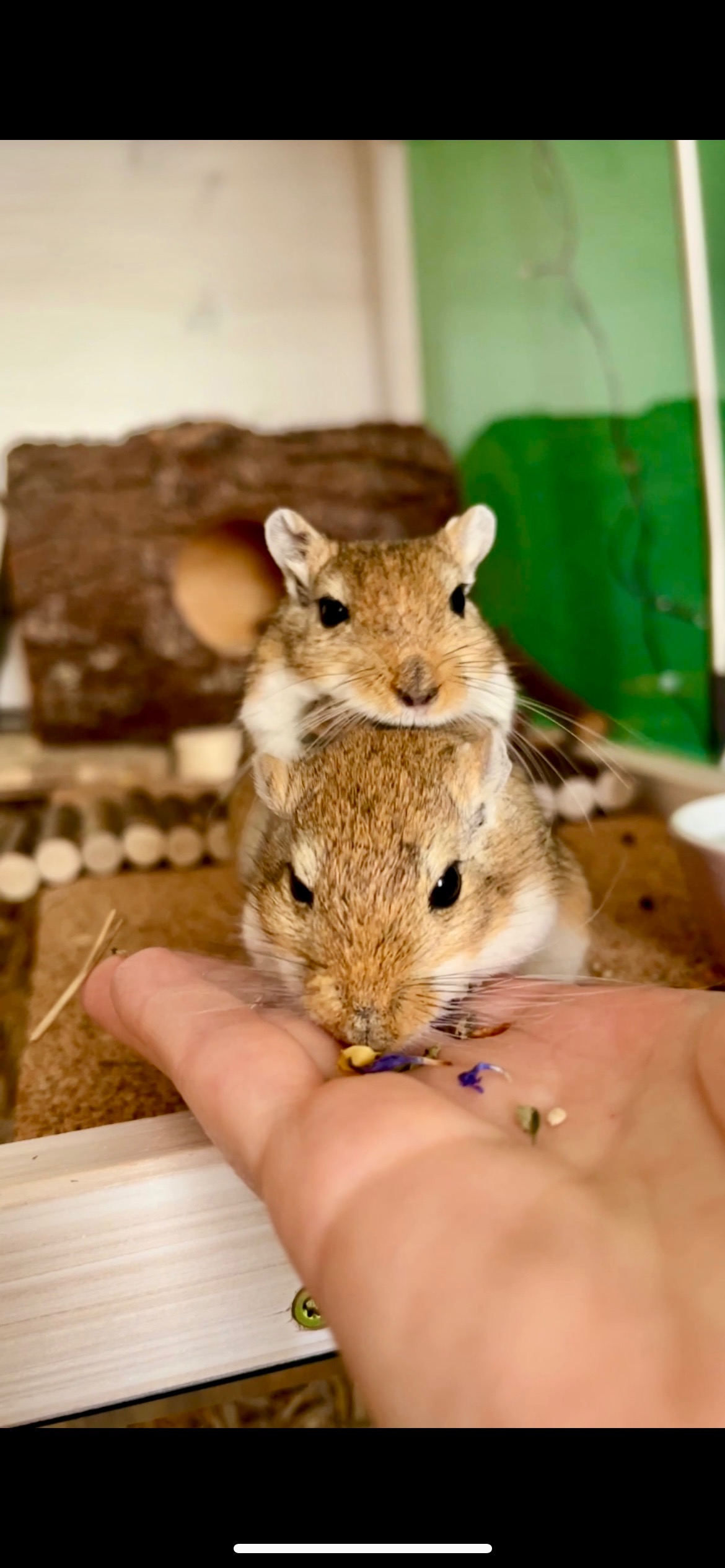 Unterstütze die kleine Jinkx-Maus campaign photo, 4 of 7