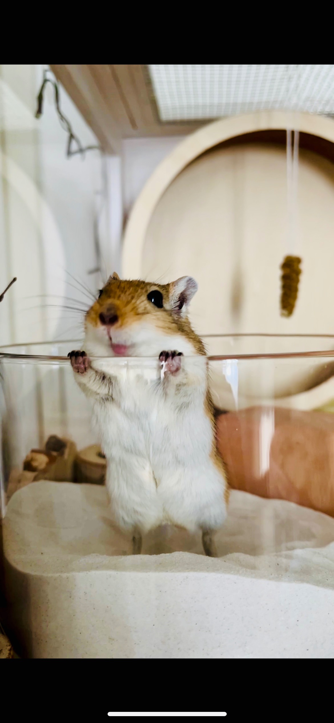 Unterstütze die kleine Jinkx-Maus campaign photo, 2 of 7