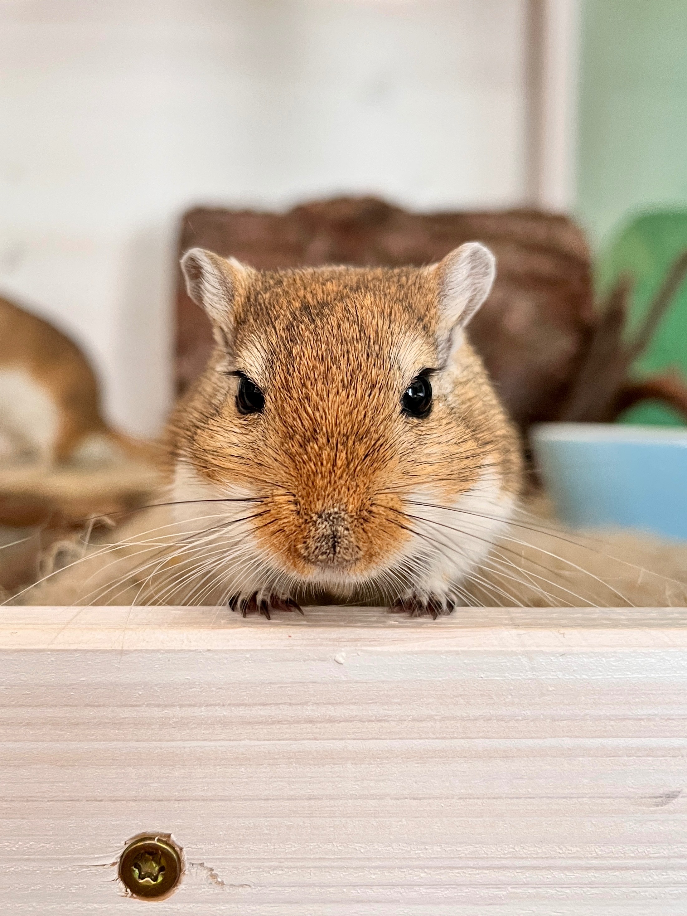 Unterstütze die kleine Jinkx-Maus campaign photo, 5 of 7
