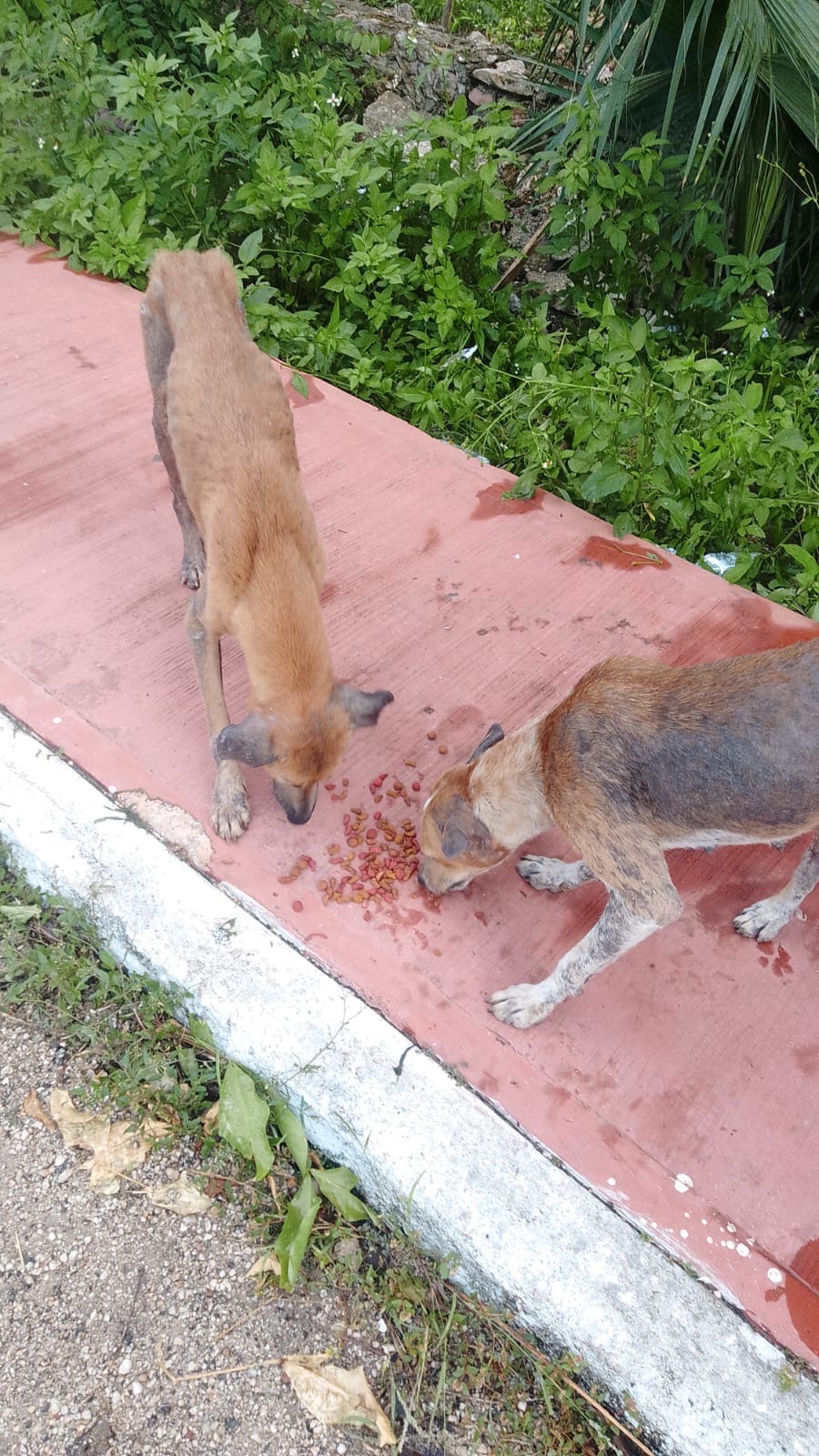 UN AIUTO PER I CANI DEL MESSICO campaign photo, 5 of 8