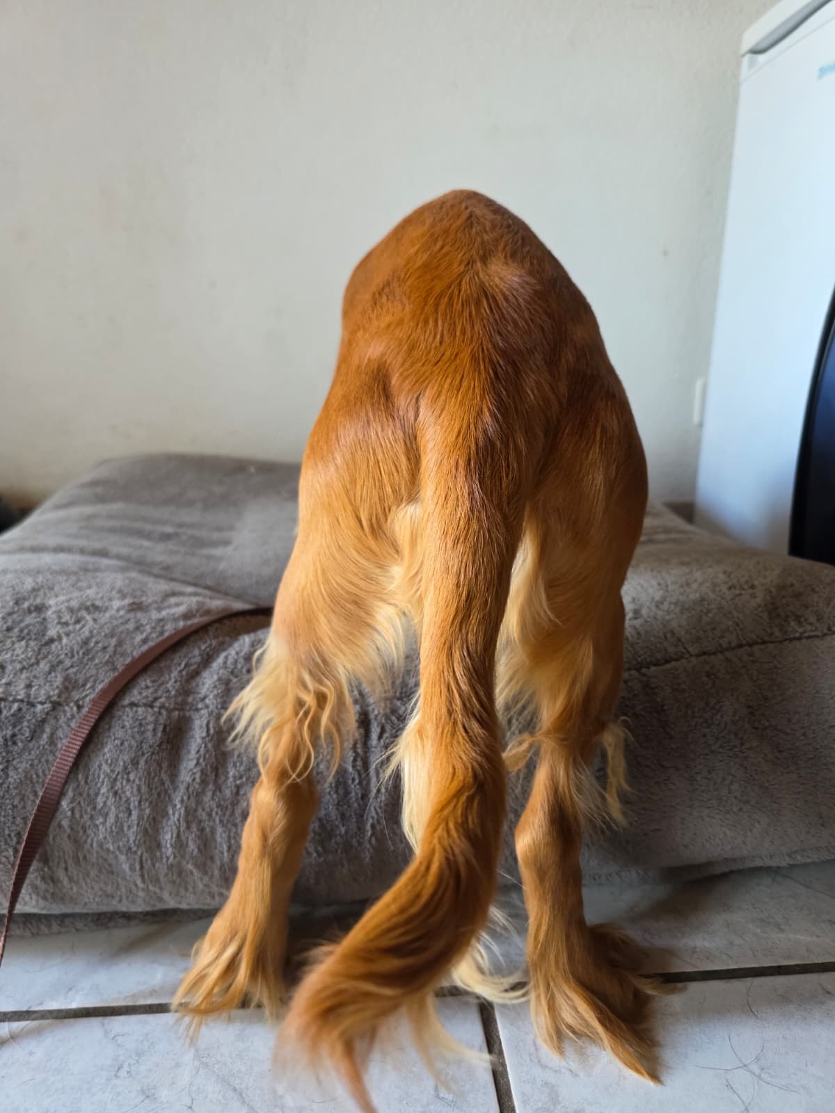 Hilfe für Coco – gegen unseriöse Zucht und Erbkrankheiten campaign photo, 5 of 6