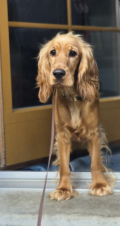 Hilfe für Coco – gegen unseriöse Zucht und Erbkrankheiten campaign photo, 4 of 6