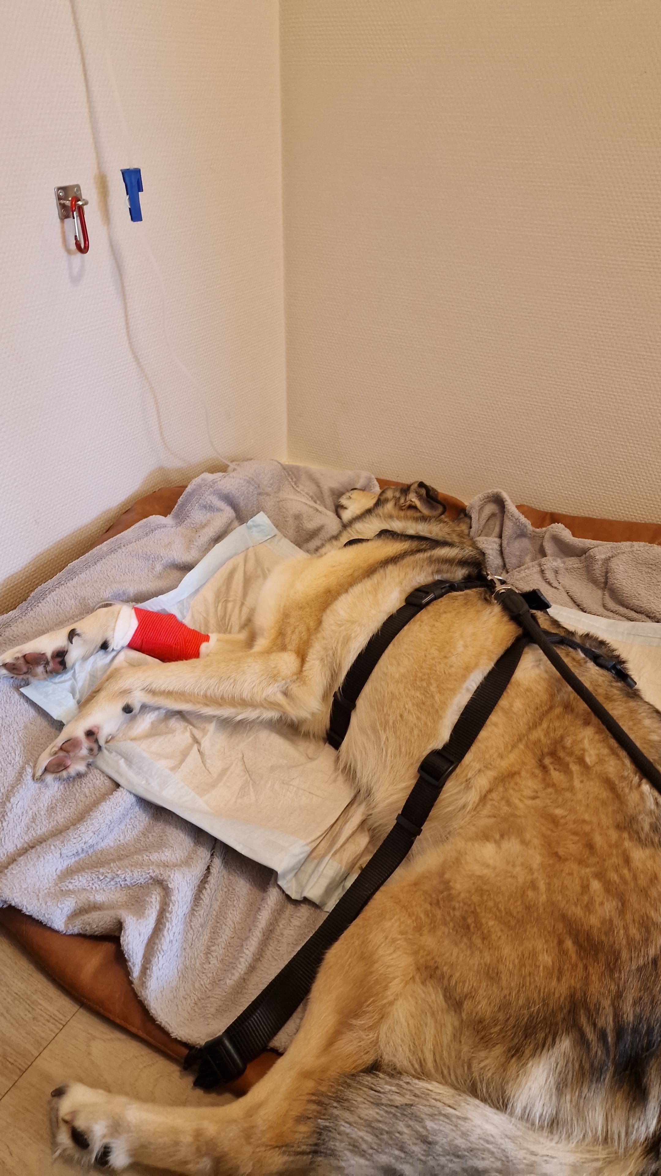 Bitte helft uns, Loki zu retten. campaign photo, 7 of 8