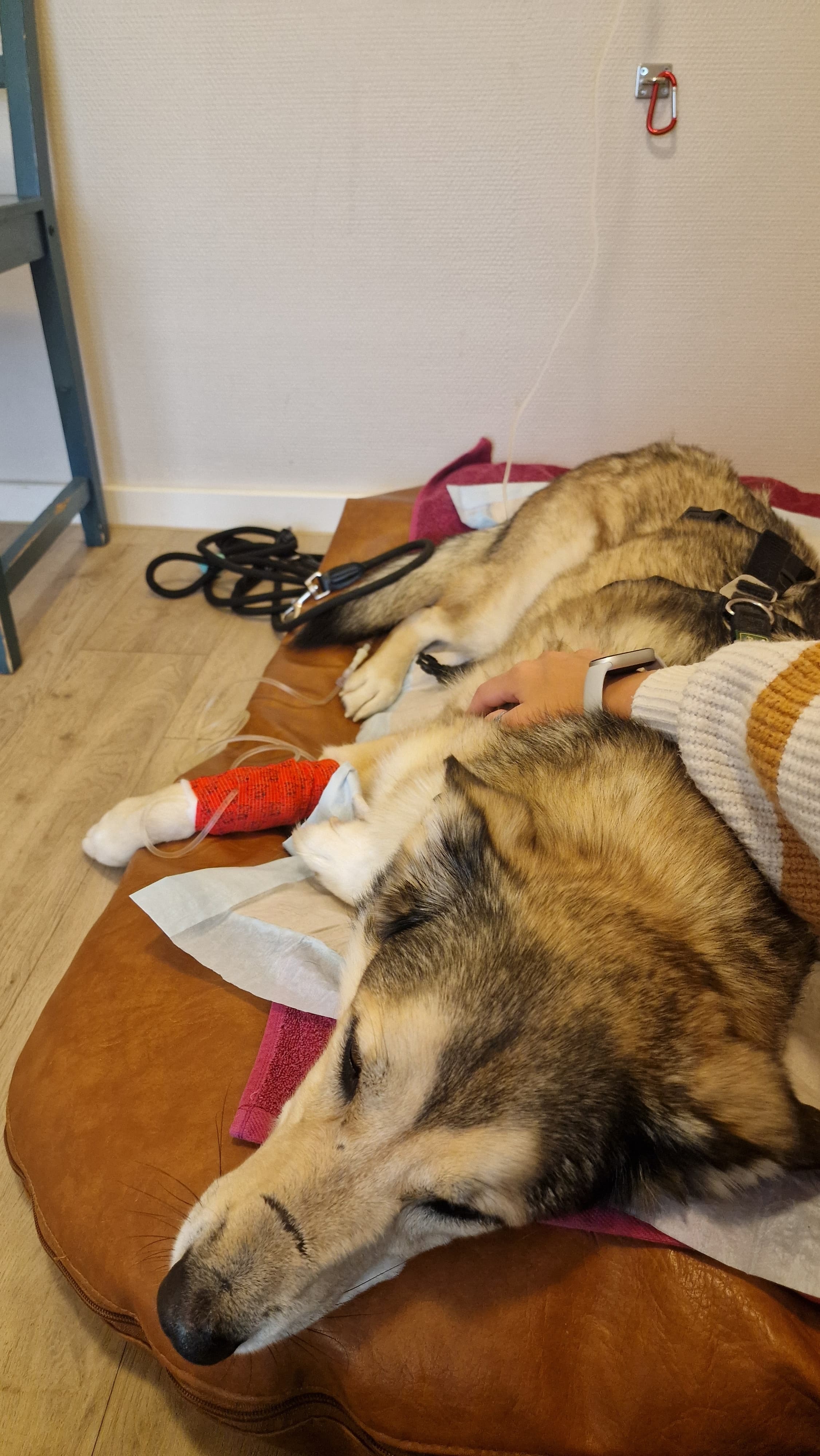 Bitte helft uns, Loki zu retten. campaign photo, 2 of 8