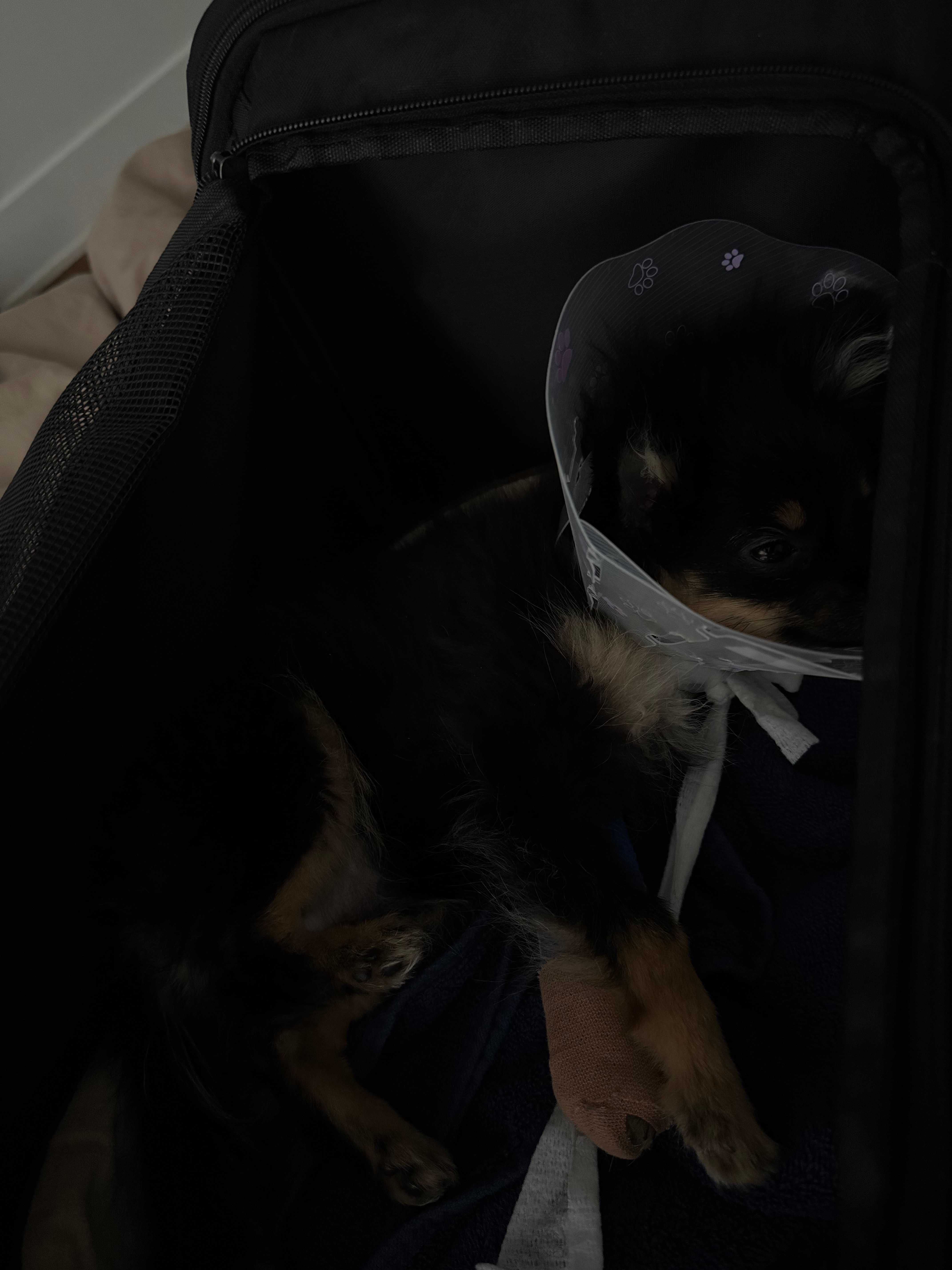Healing Paws: Support Pigeons Recovery campaign photo, 2 of 7