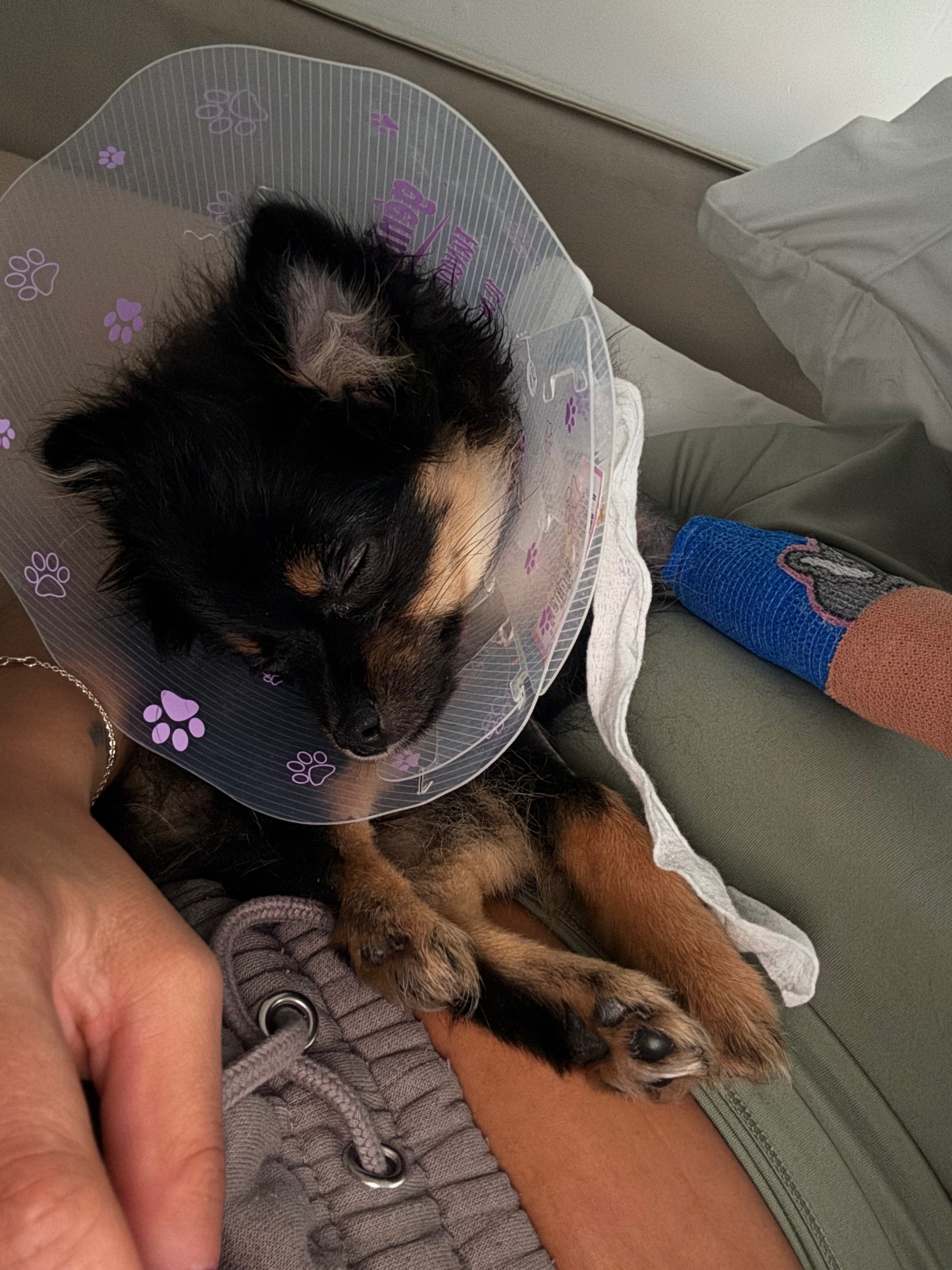 Healing Paws: Support Pigeons Recovery campaign photo, 4 of 7