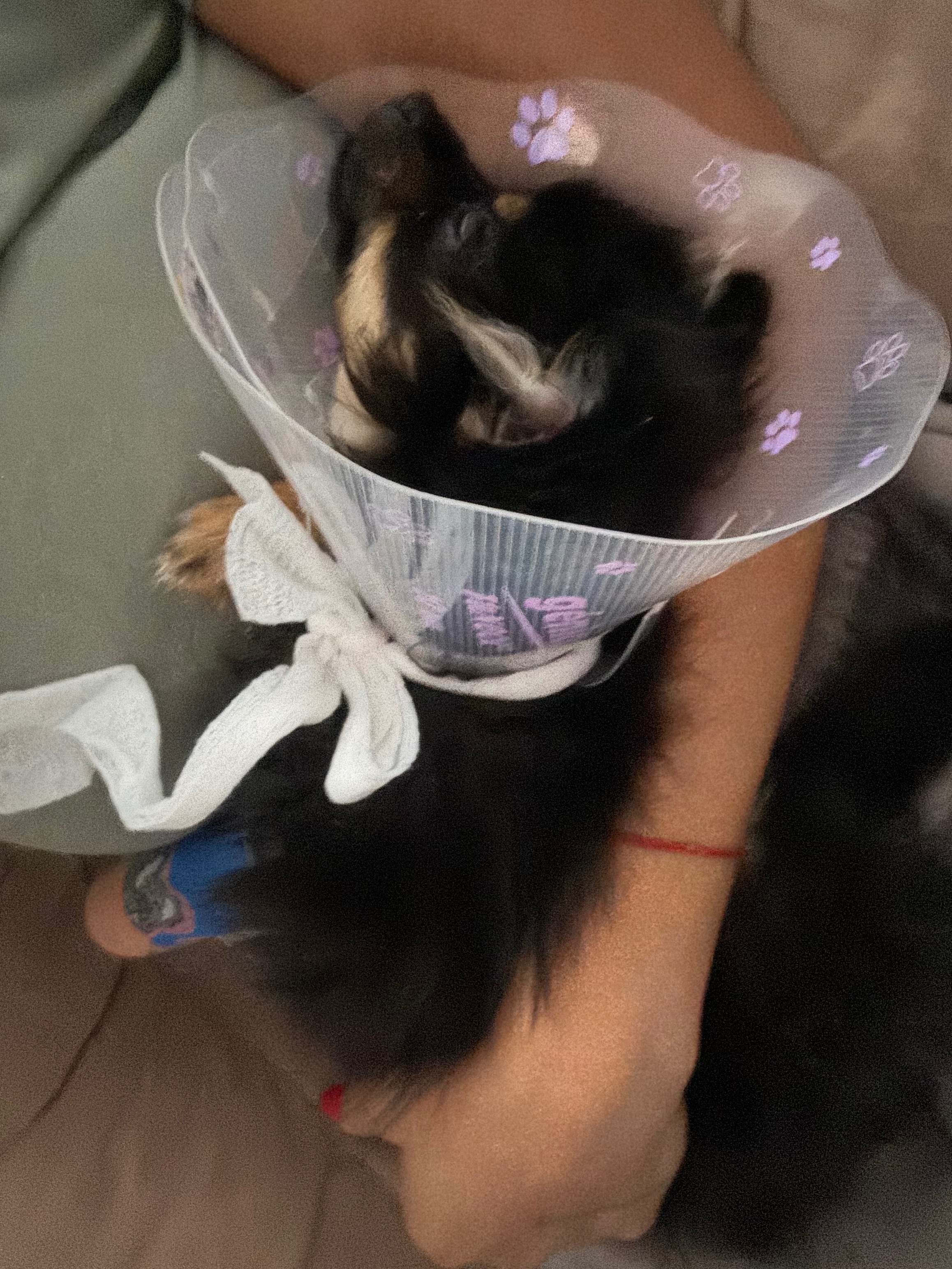 Healing Paws: Support Pigeons Recovery campaign photo, 5 of 7