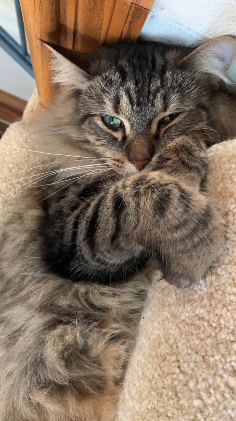 Help My Cat Feel Better campaign photo, 2 of 7