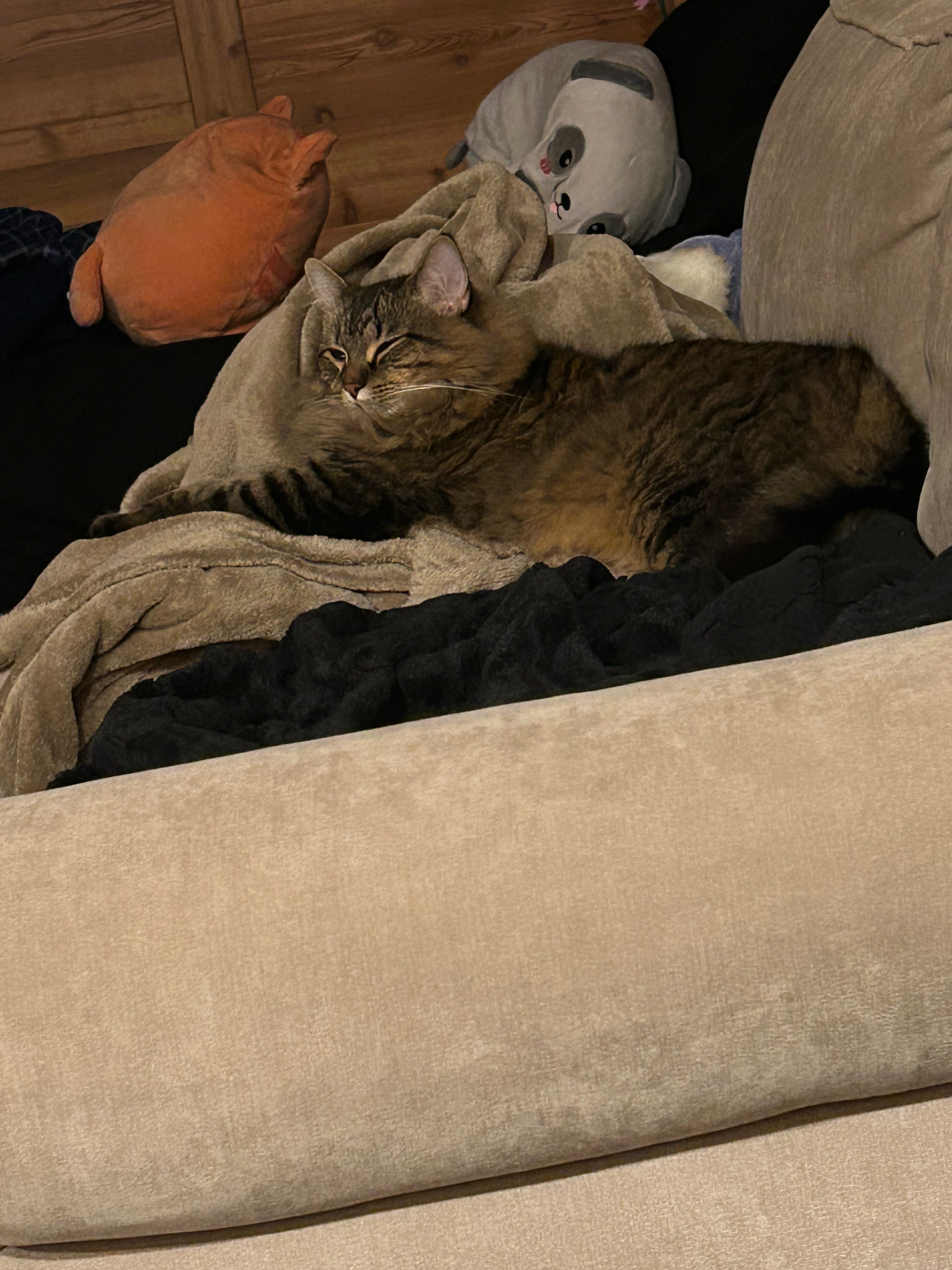 Help My Cat Feel Better campaign photo, 4 of 7