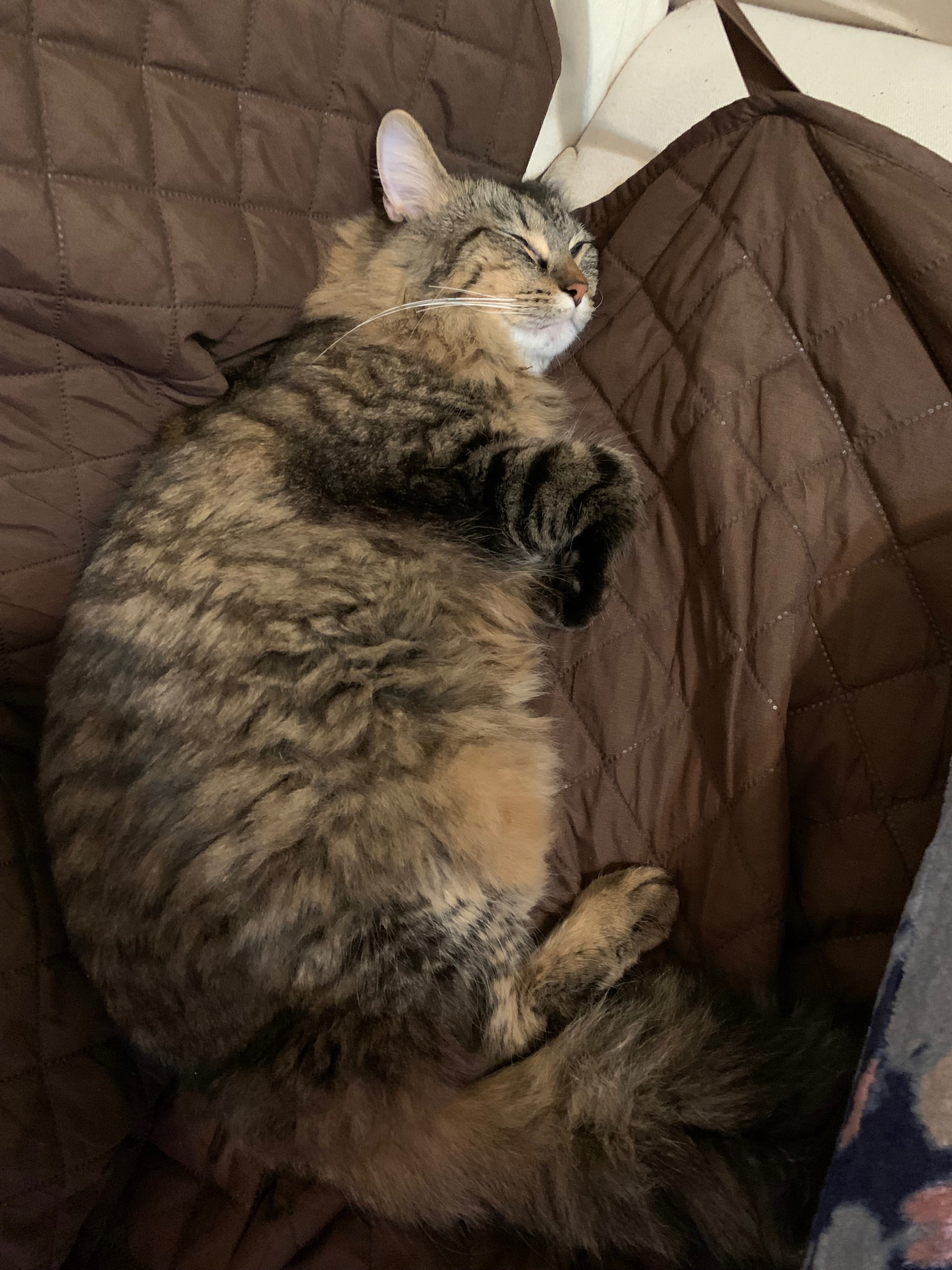 Help My Cat Feel Better campaign photo, 5 of 7