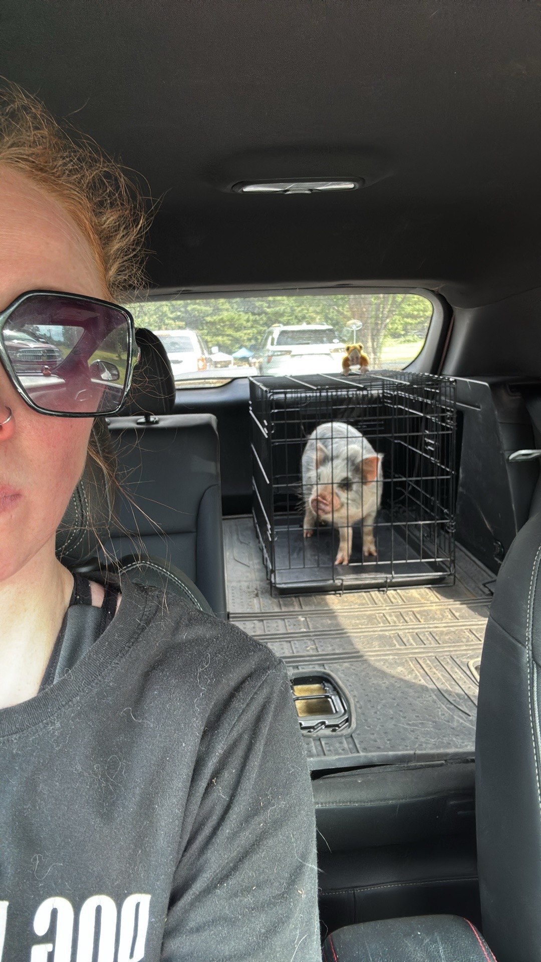 Urgent Care Needed for Rescued Pig Henry campaign photo, 5 of 6