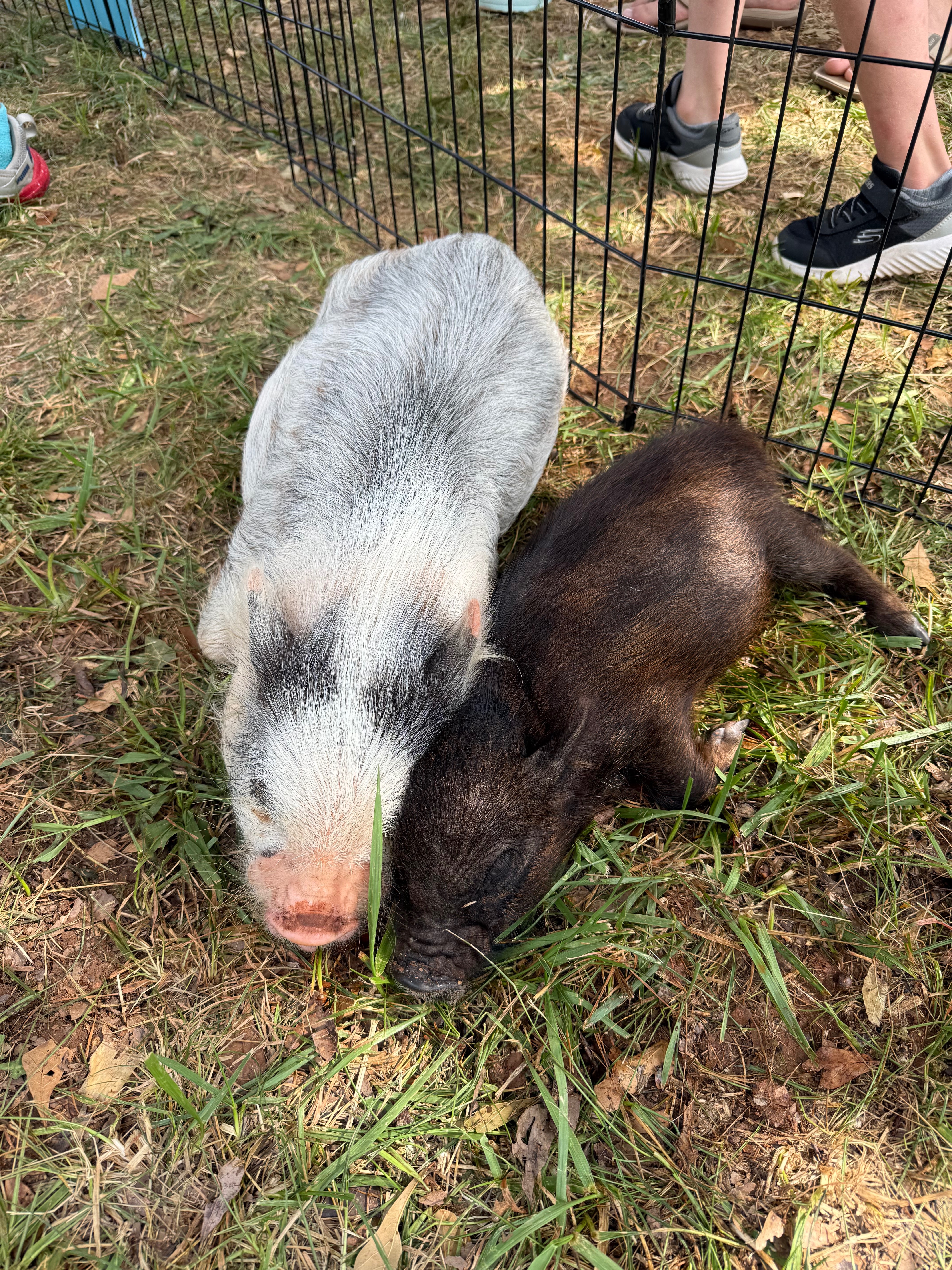 Urgent Care Needed for Rescued Pig Henry campaign photo, 4 of 6