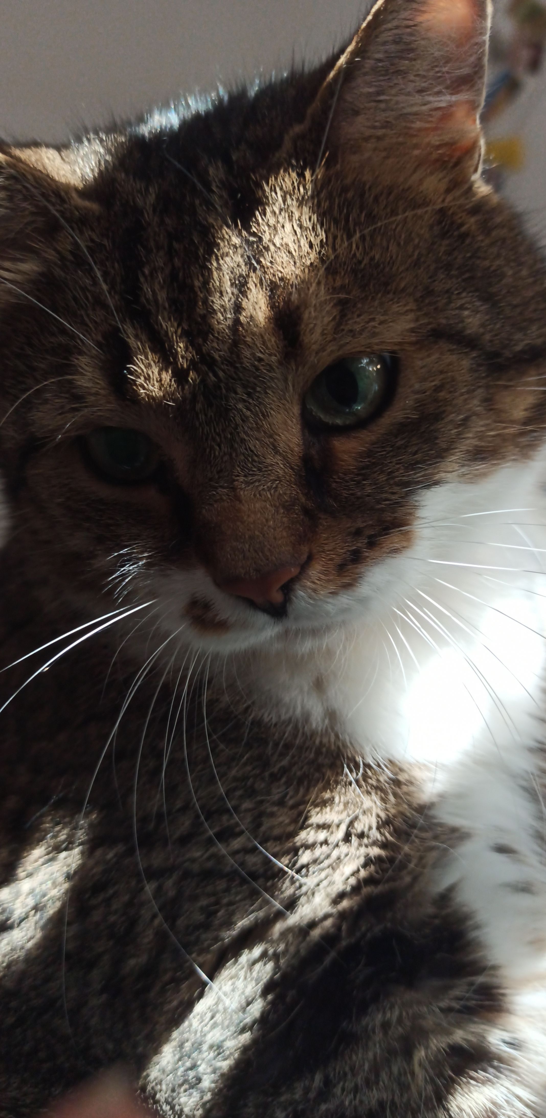 Hilfe für Kater Sherlock campaign photo, 4 of 8