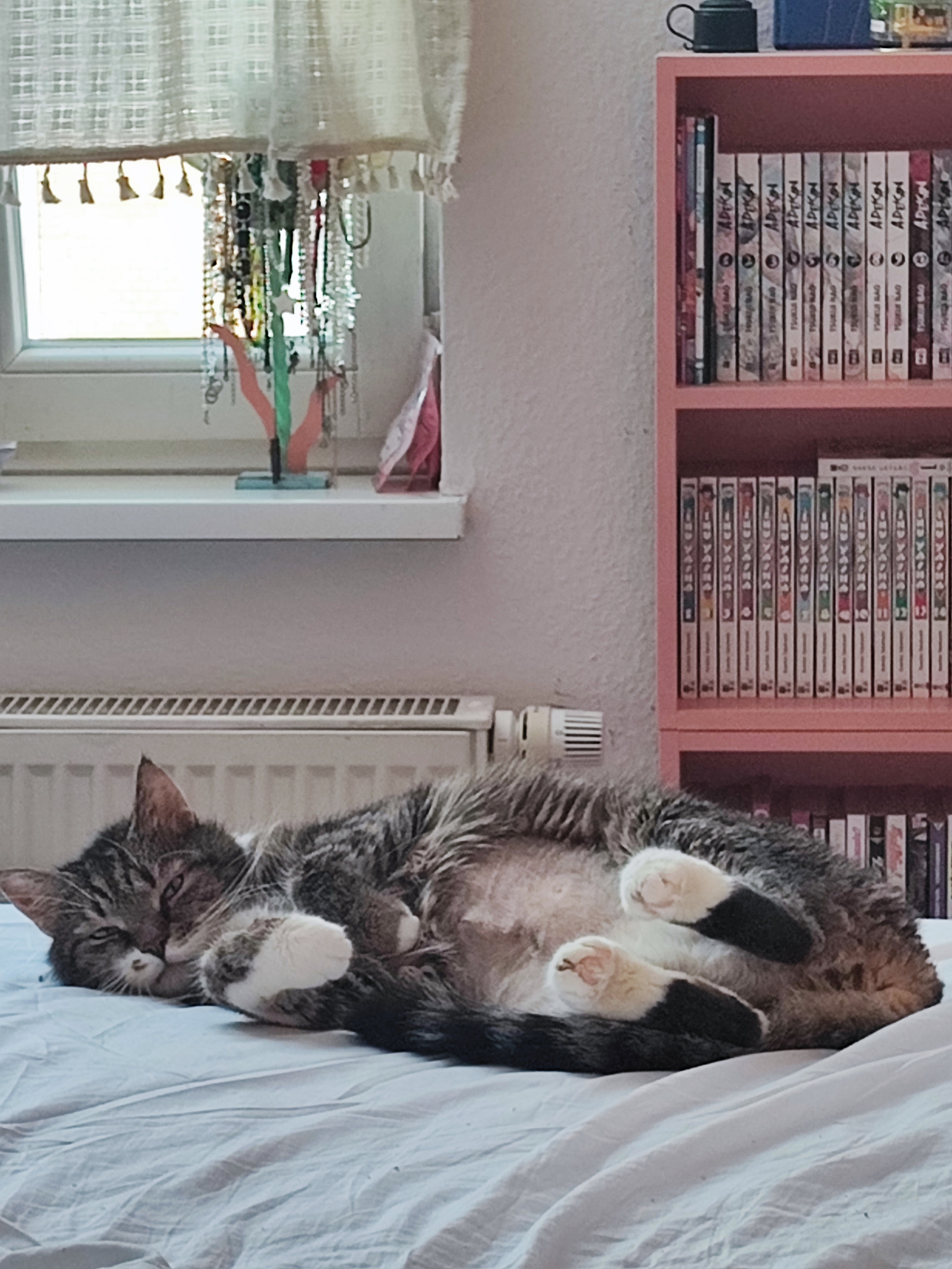 Hilfe für Kater Sherlock campaign photo, 6 of 8