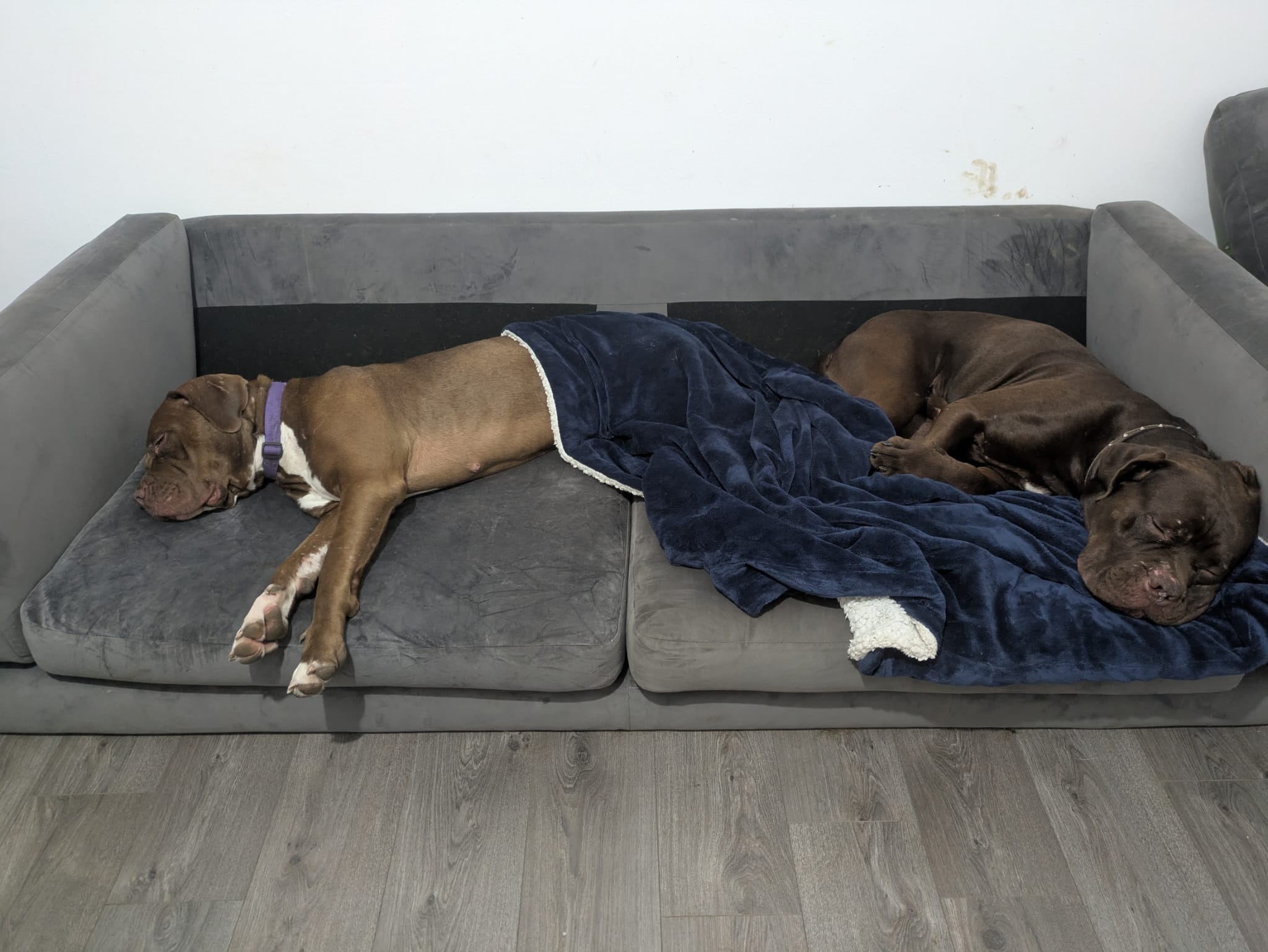 Help Coco & Bruno campaign photo, 7 of 8