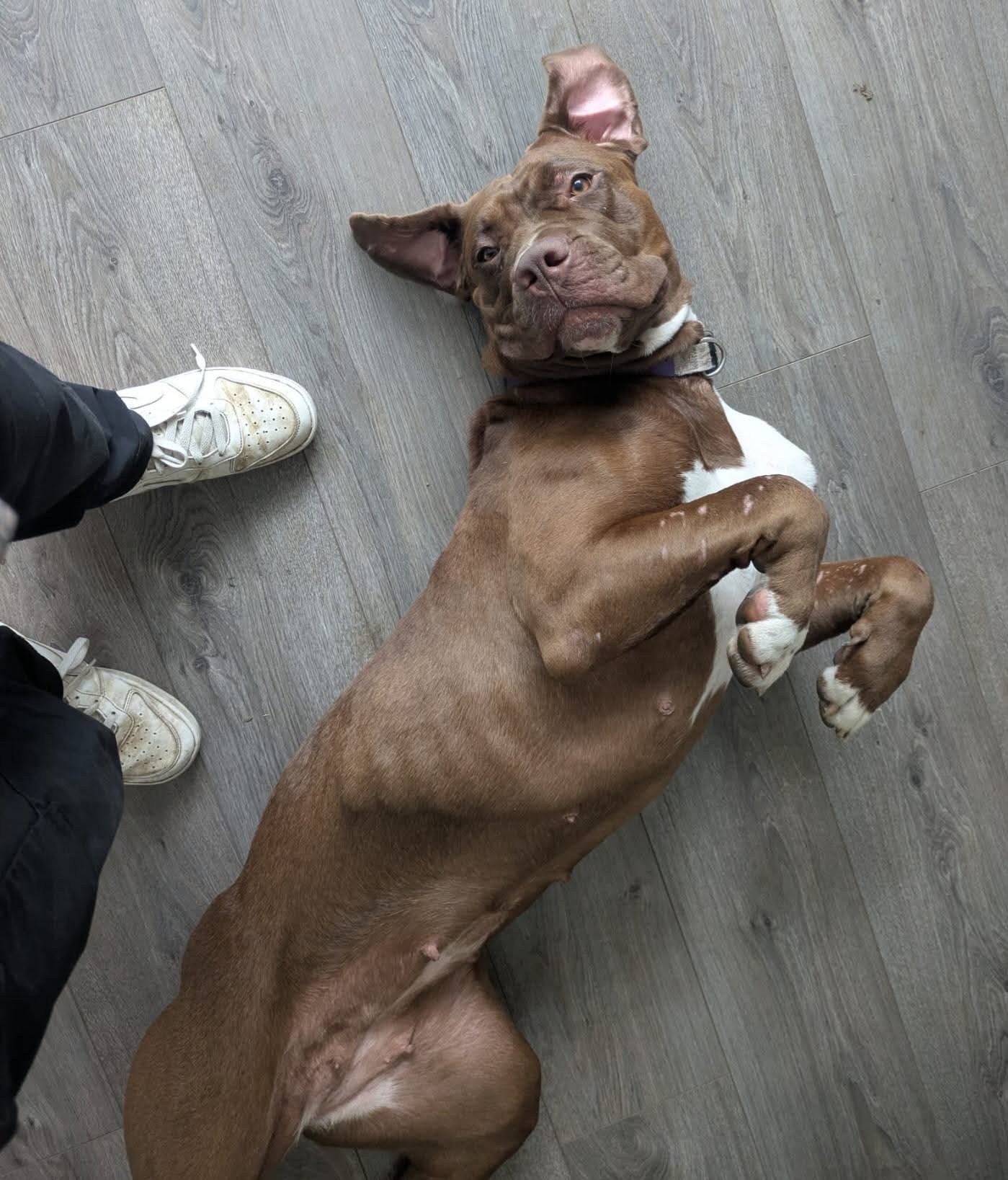 Help Coco & Bruno campaign photo, 5 of 8