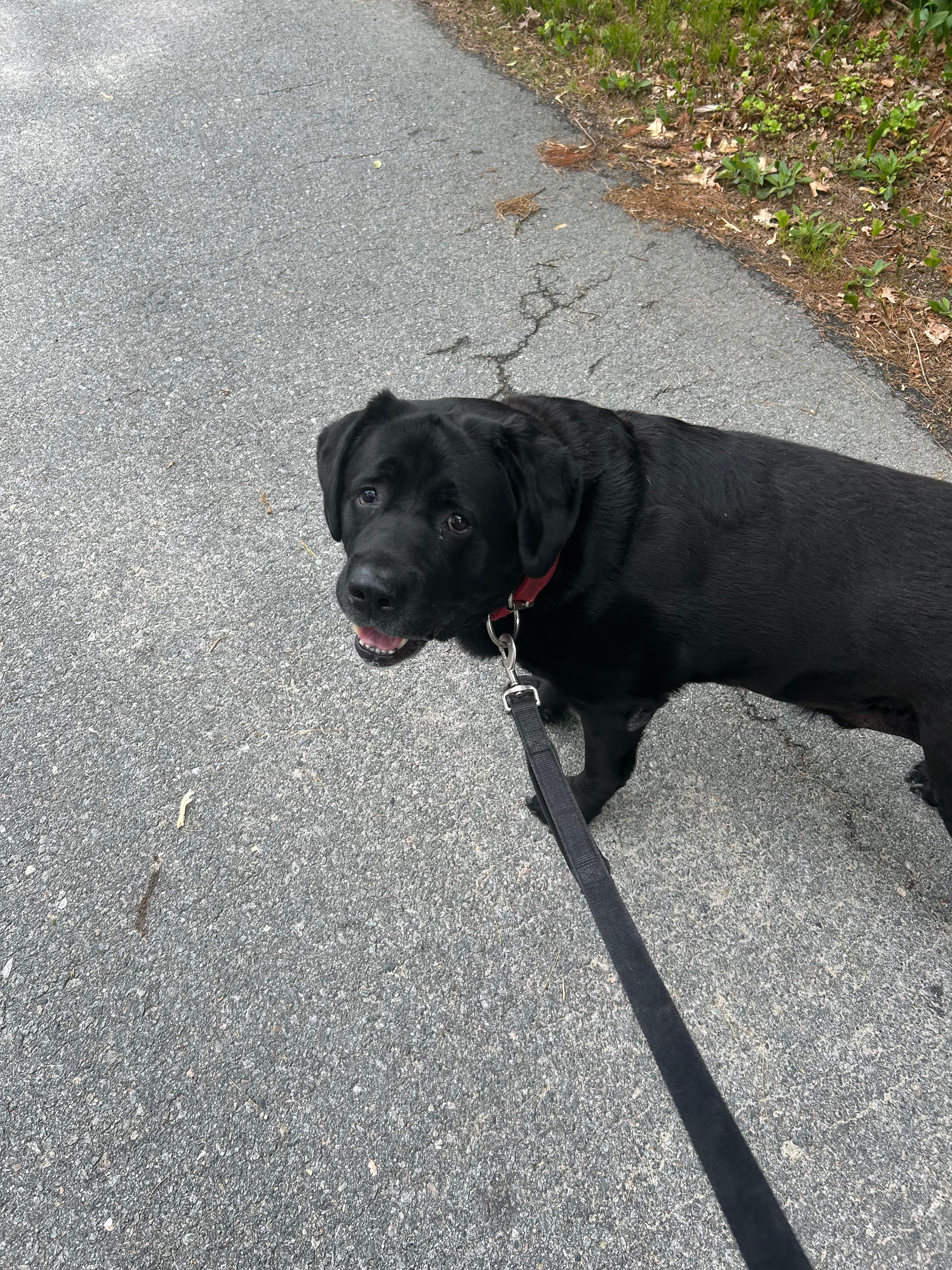 Veteran's Dog Ben Needs Urgent Medical Help campaign photo, 2 of 4