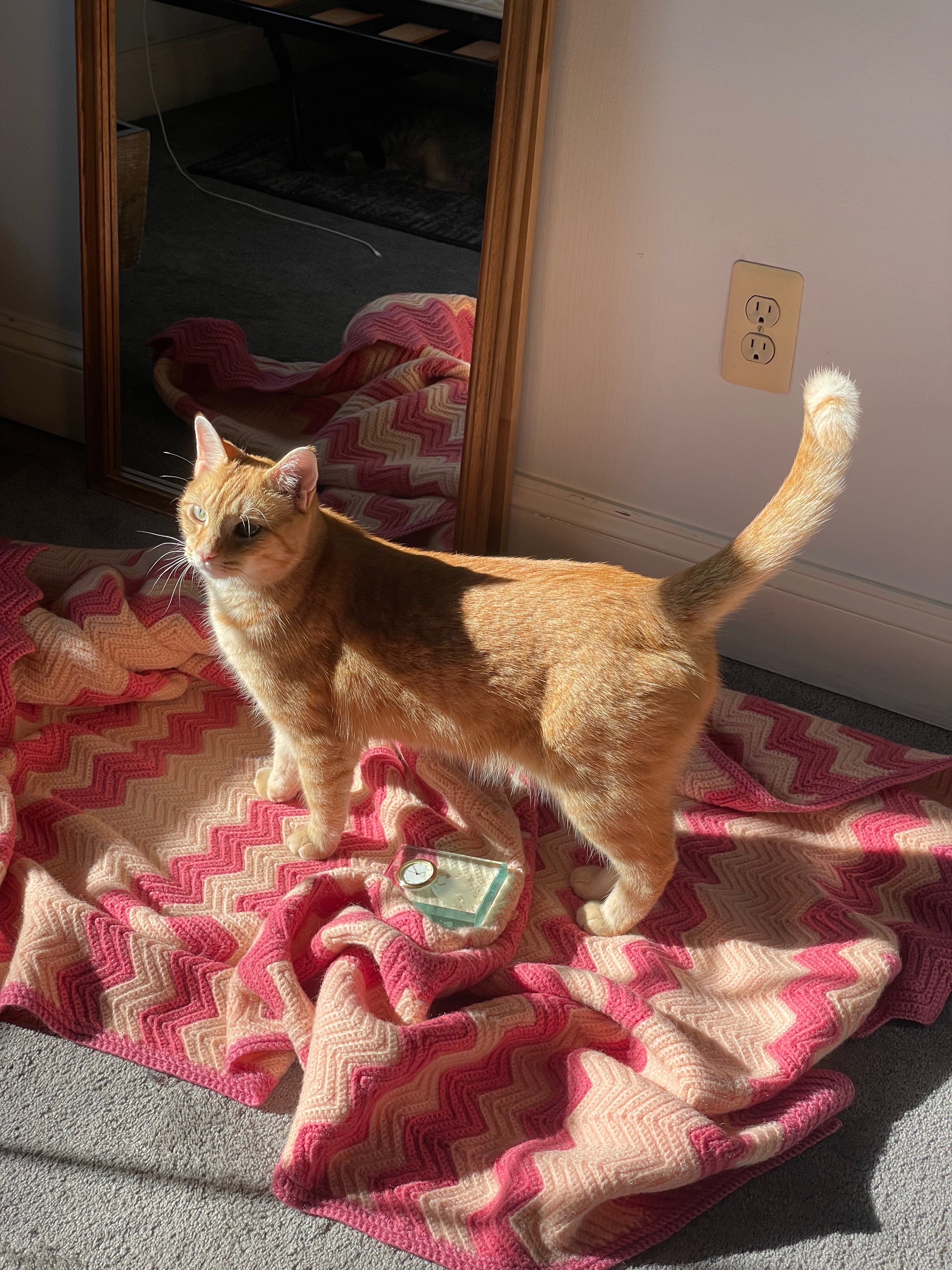 Sunny's Second Chance: Fund His Surgery campaign photo, 7 of 8