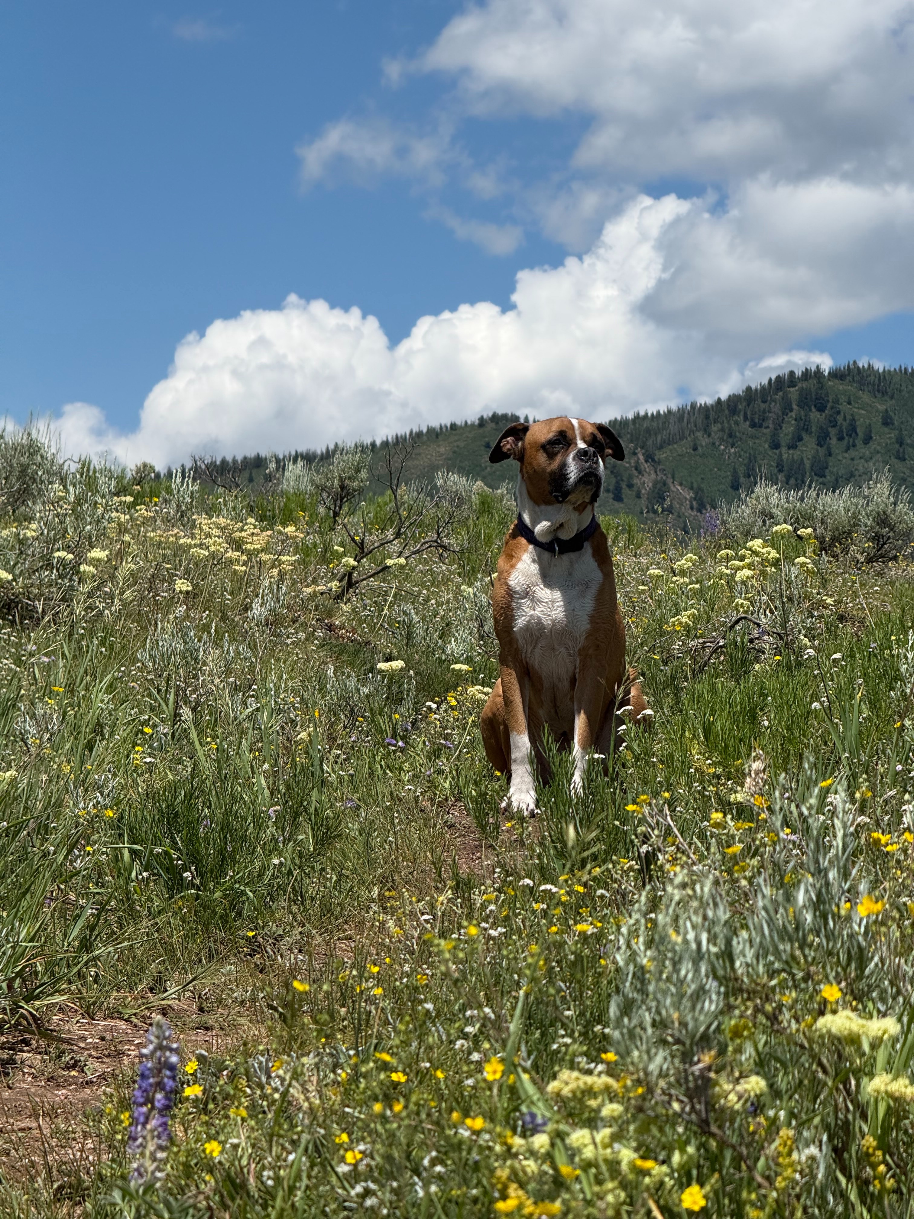 Help Adia with Boomer's Medical Bills campaign photo, 5 of 8