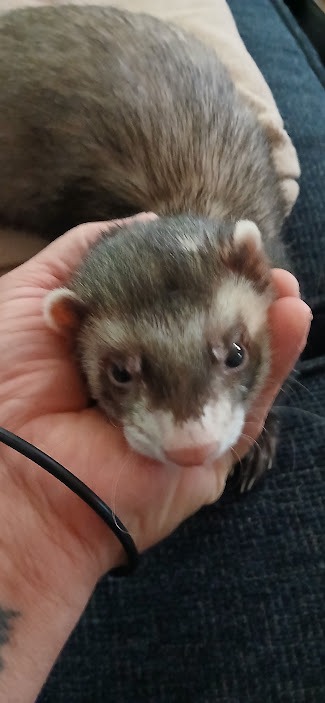 Yoda the ferret campaign photo, 2 of 4